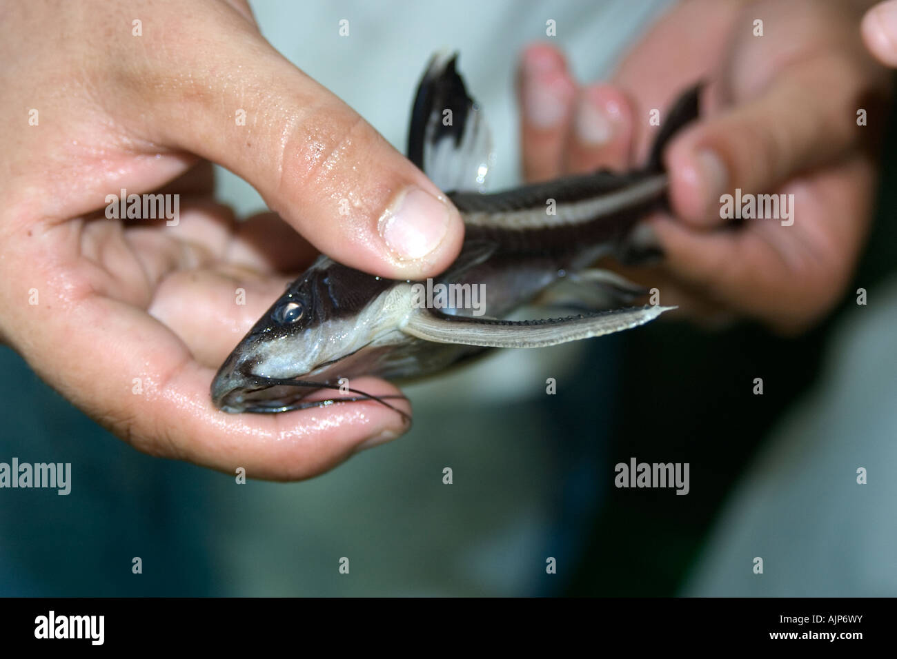 Freshwater catfish Tatia sp Mamiraua sustainable development reserve Amazonas Brazil Stock Photo