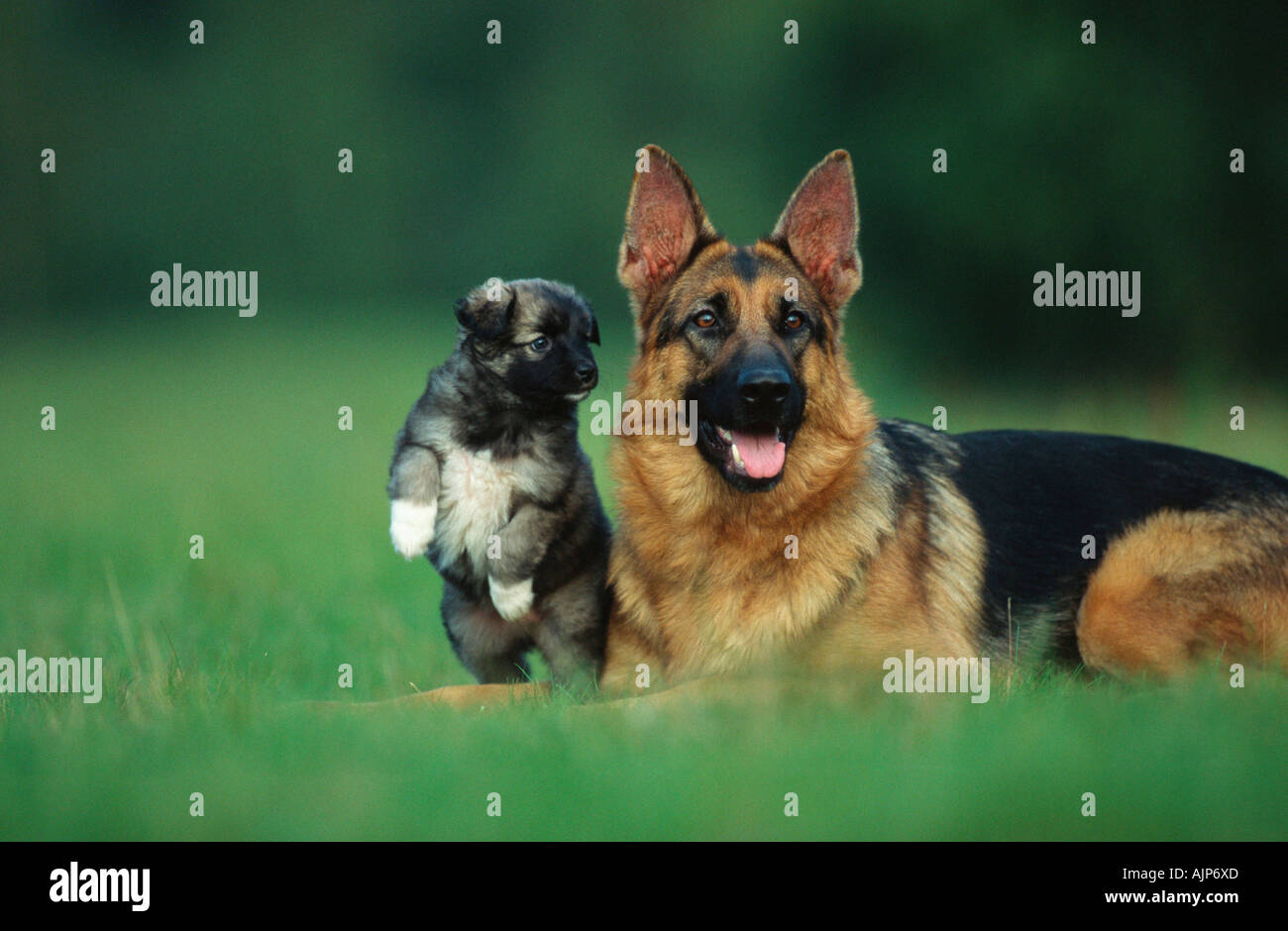 German shepherd and alsatian cheap mix