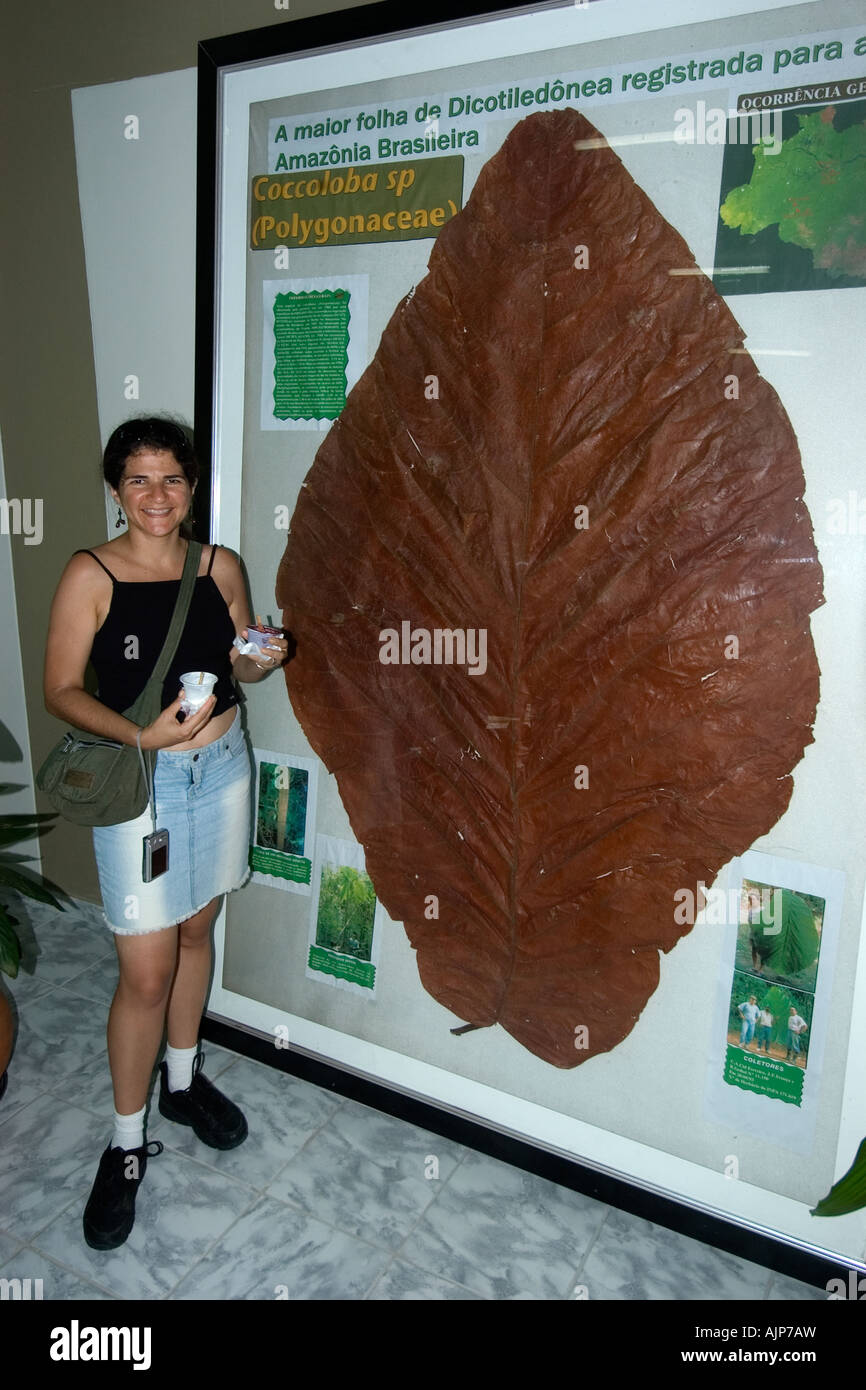 Largest dicot leaf of the Amazon Coccoloba sp Bosque da ciencia Manaus Amazonas Brazil Stock Photo