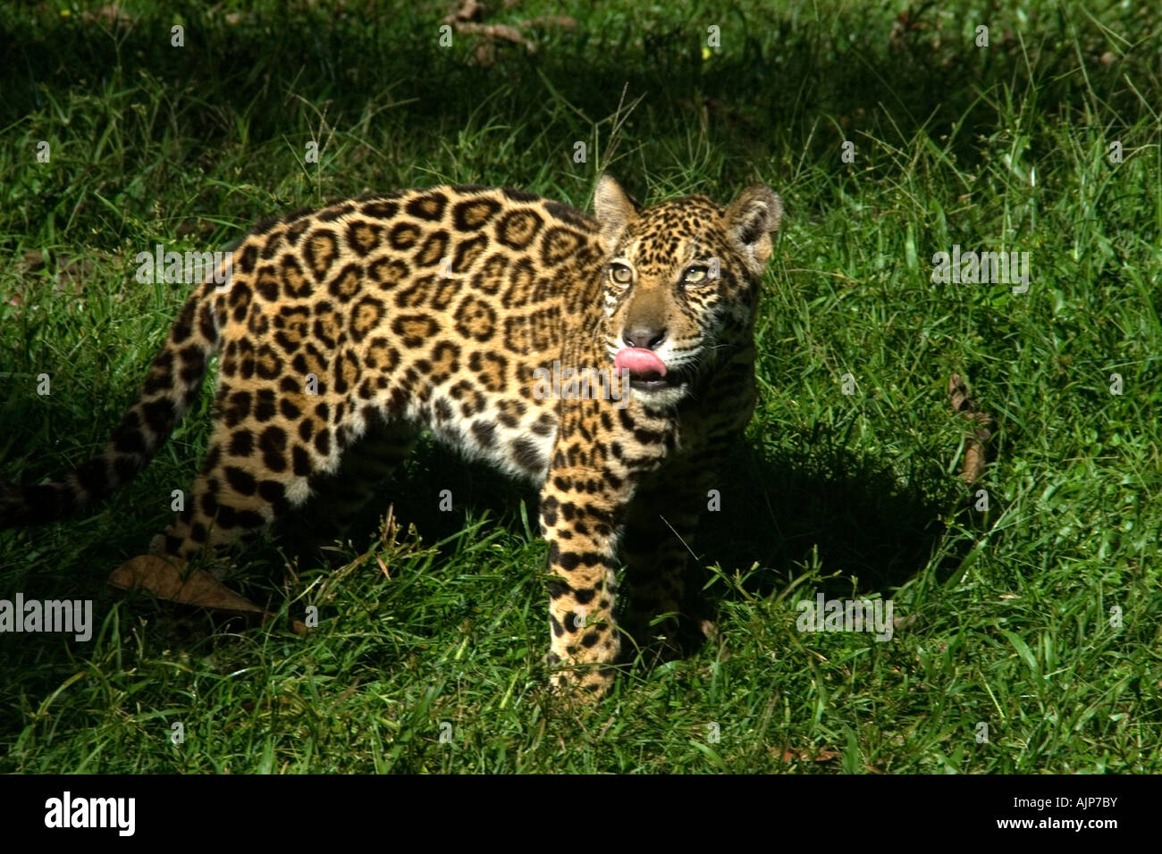 Jaguar Amazon Rainforest High Resolution Stock Photography and Images