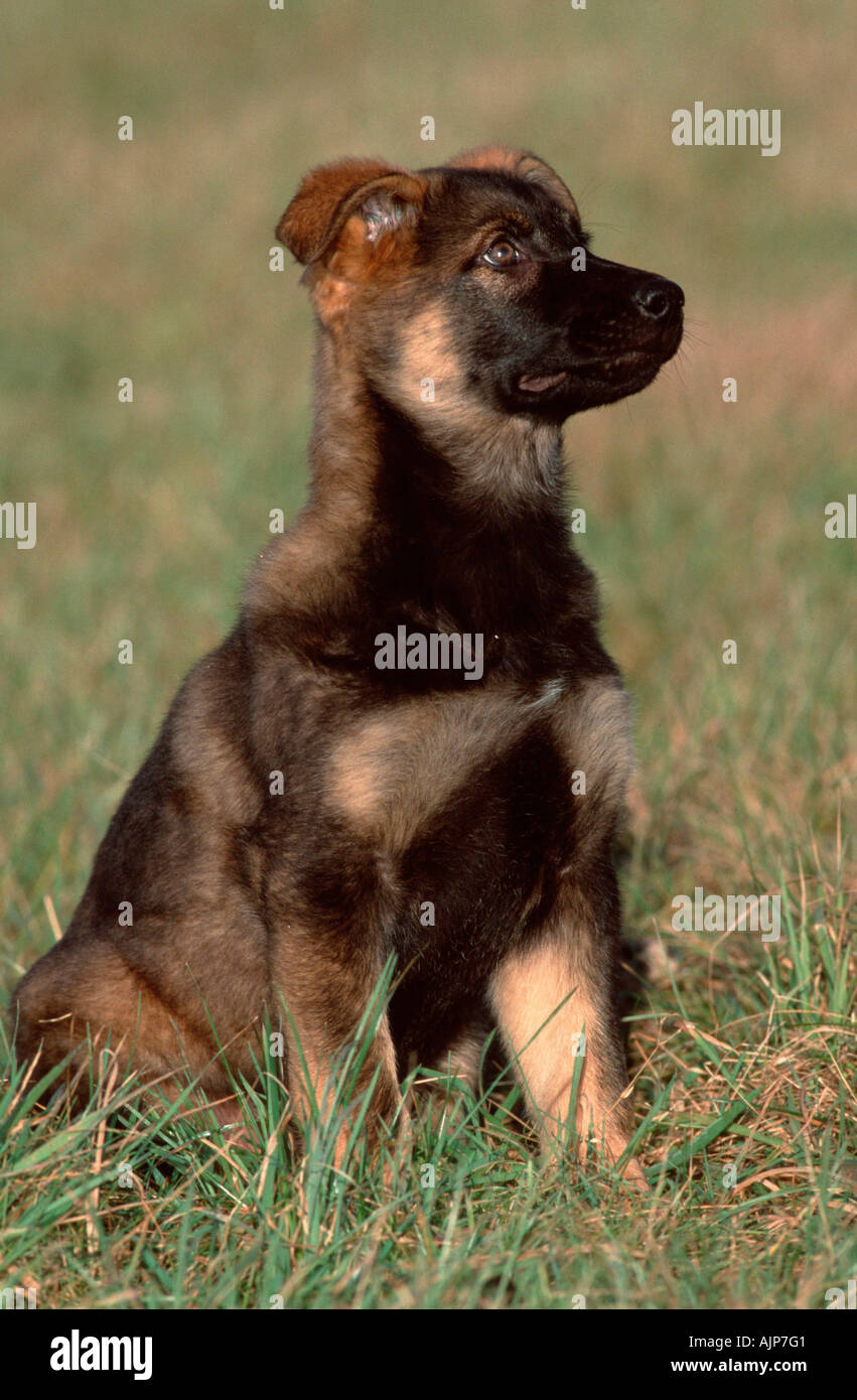 11 weeks german shepherd puppy