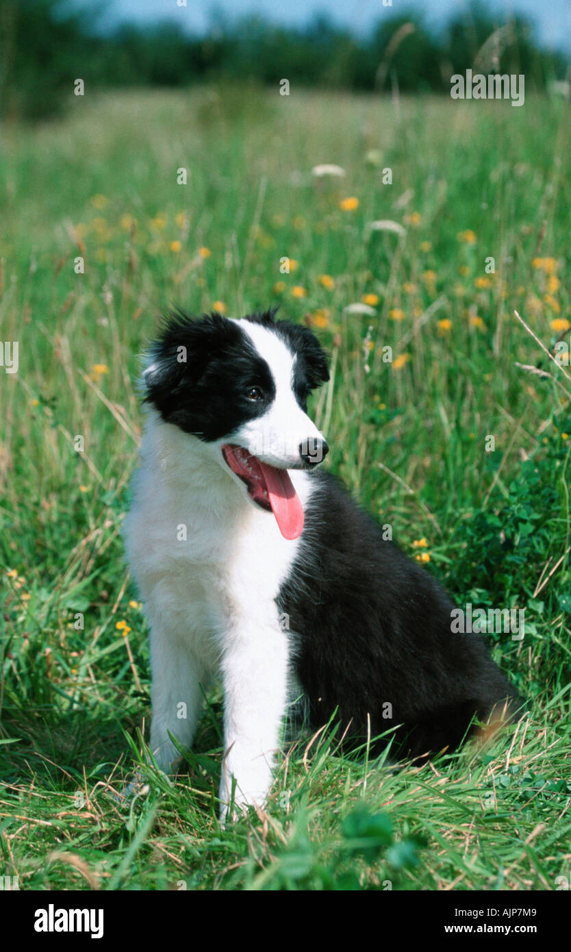 Border Collie Puppy 4 Month Stock Photo Alamy