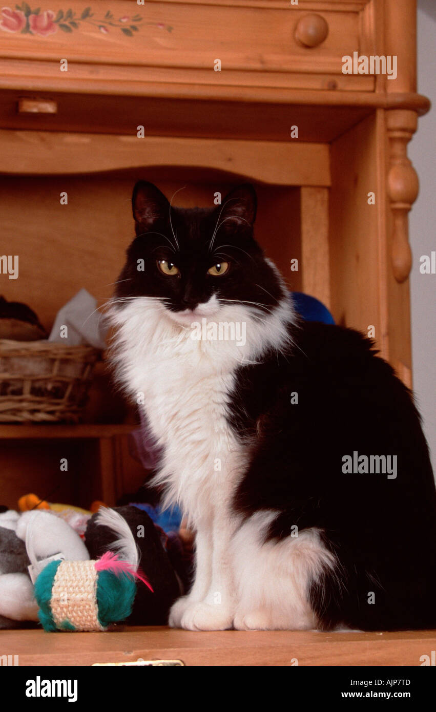 Norwegian Forest Cat black and white Stock Photo Alamy