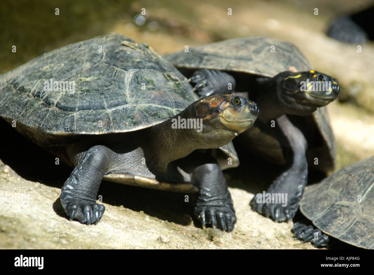 Yellow spotted amazon river turtle Podocnemis unifilis Manaus Amazonas