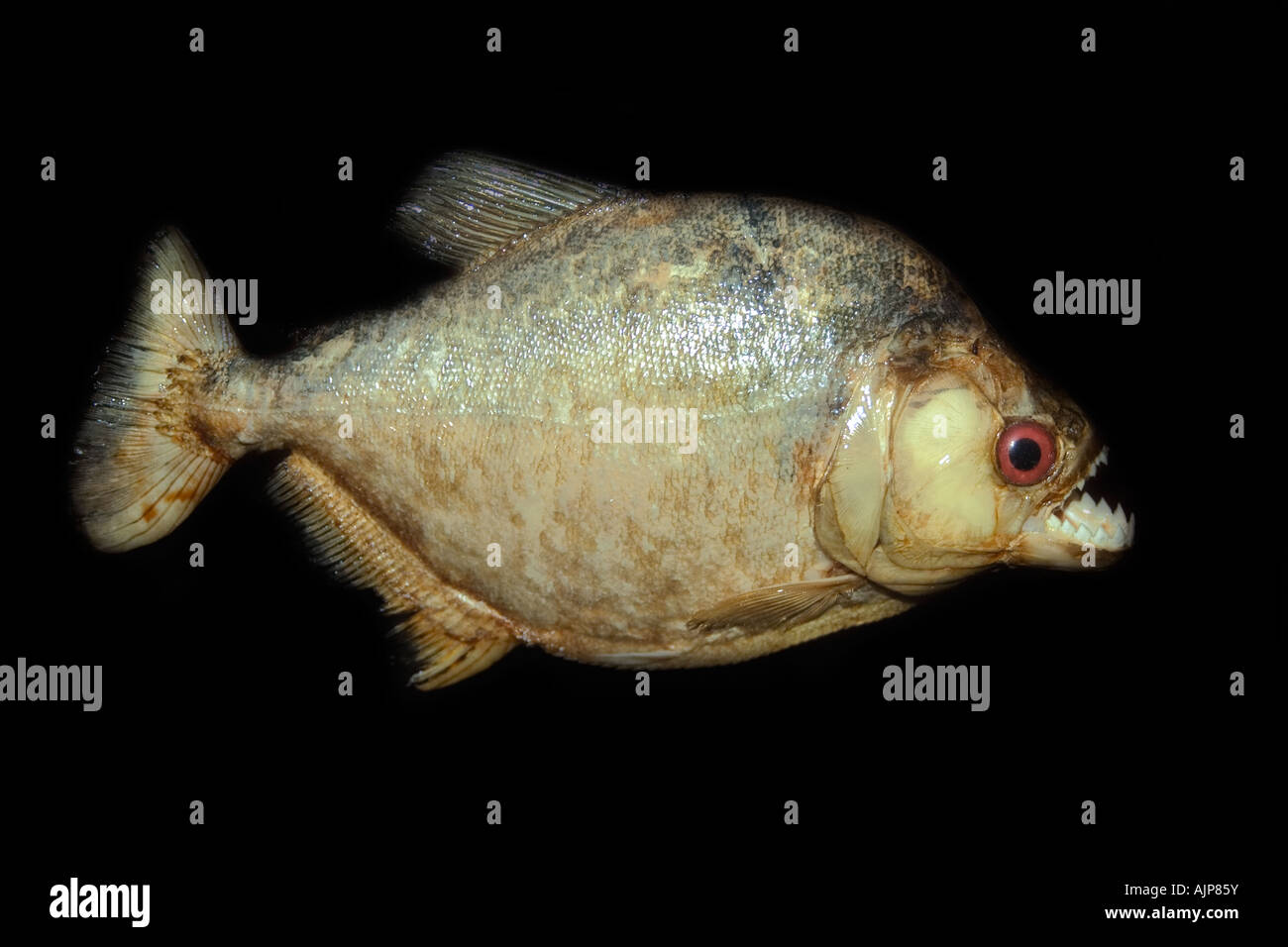Piranha Serrasalmus sp preserved specimen Manaus Amazonas Brazil Stock