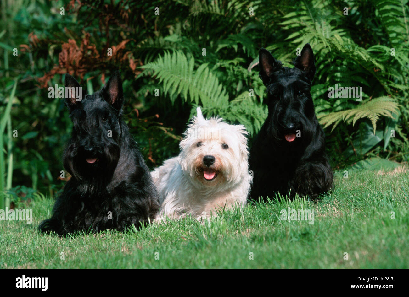 Scottish Terrier und West Highland White Terrier Westie Stock Photo