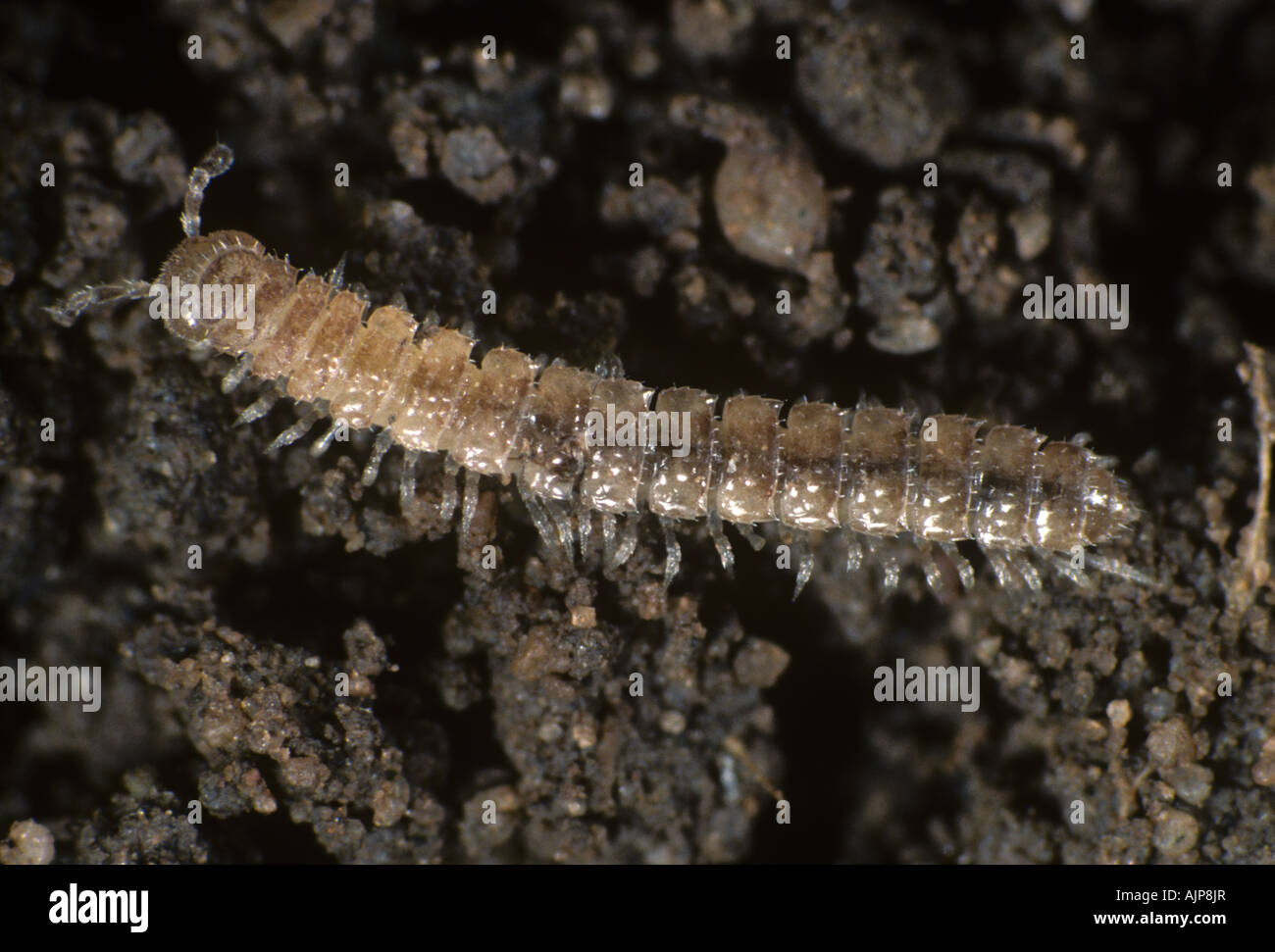 Flat back millipede Brachydesmus superus adult root pest on soil Stock Photo