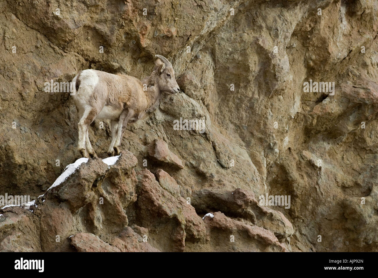 Bighorn sheep on cliff Stock Photo