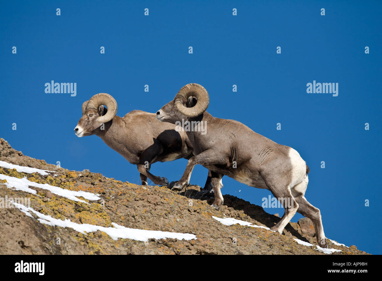 Rocky Mountain bighorn rams on skyling Stock Photo - Alamy