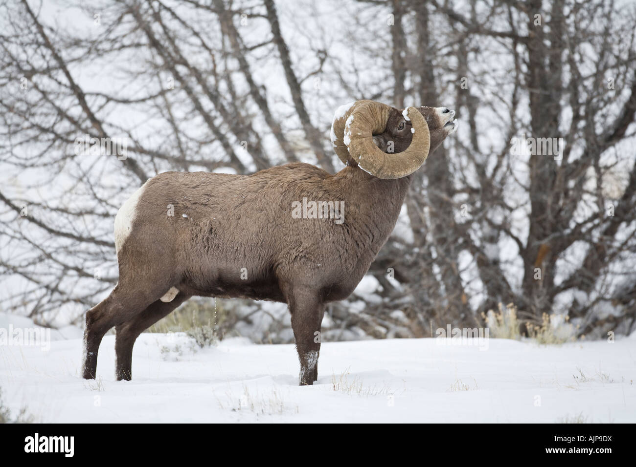 Rocky Mountain Bighorn Sheep Stock Photo - Alamy