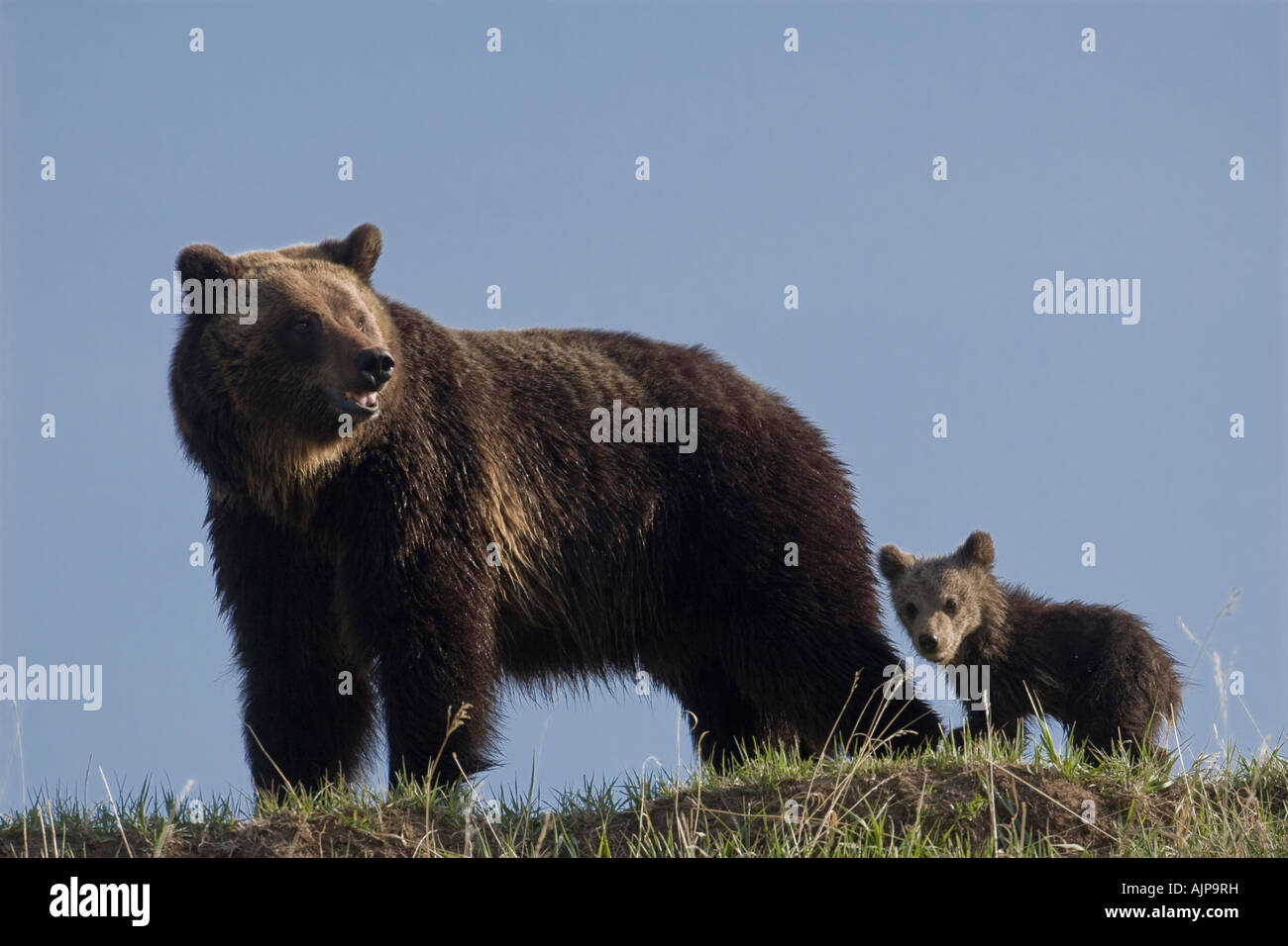 Grizzly bear sow with cub in Yellowstone National Park Stock Photo