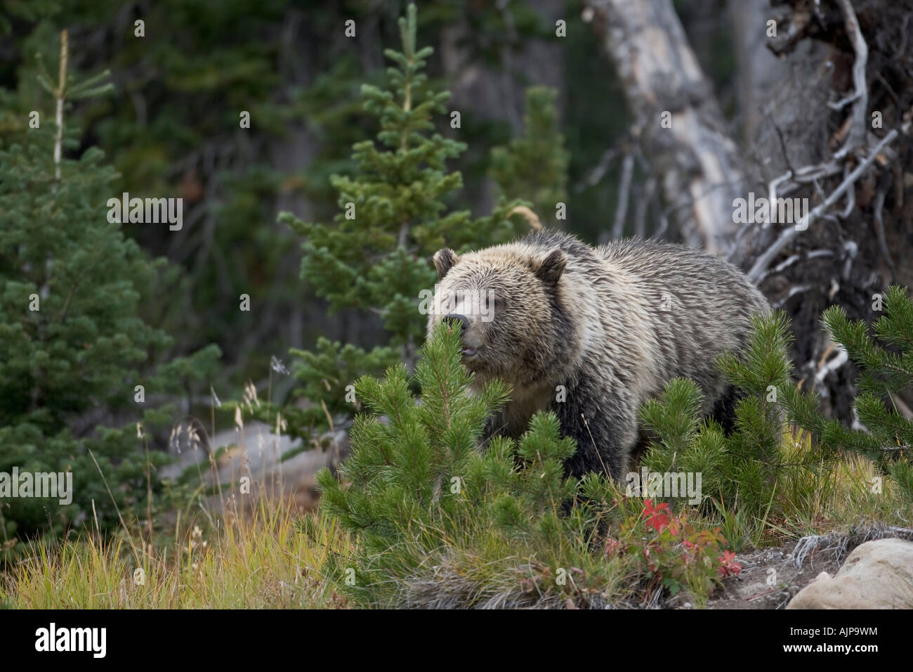 Grizzly bear in Yellowstone National Park Stock Photo