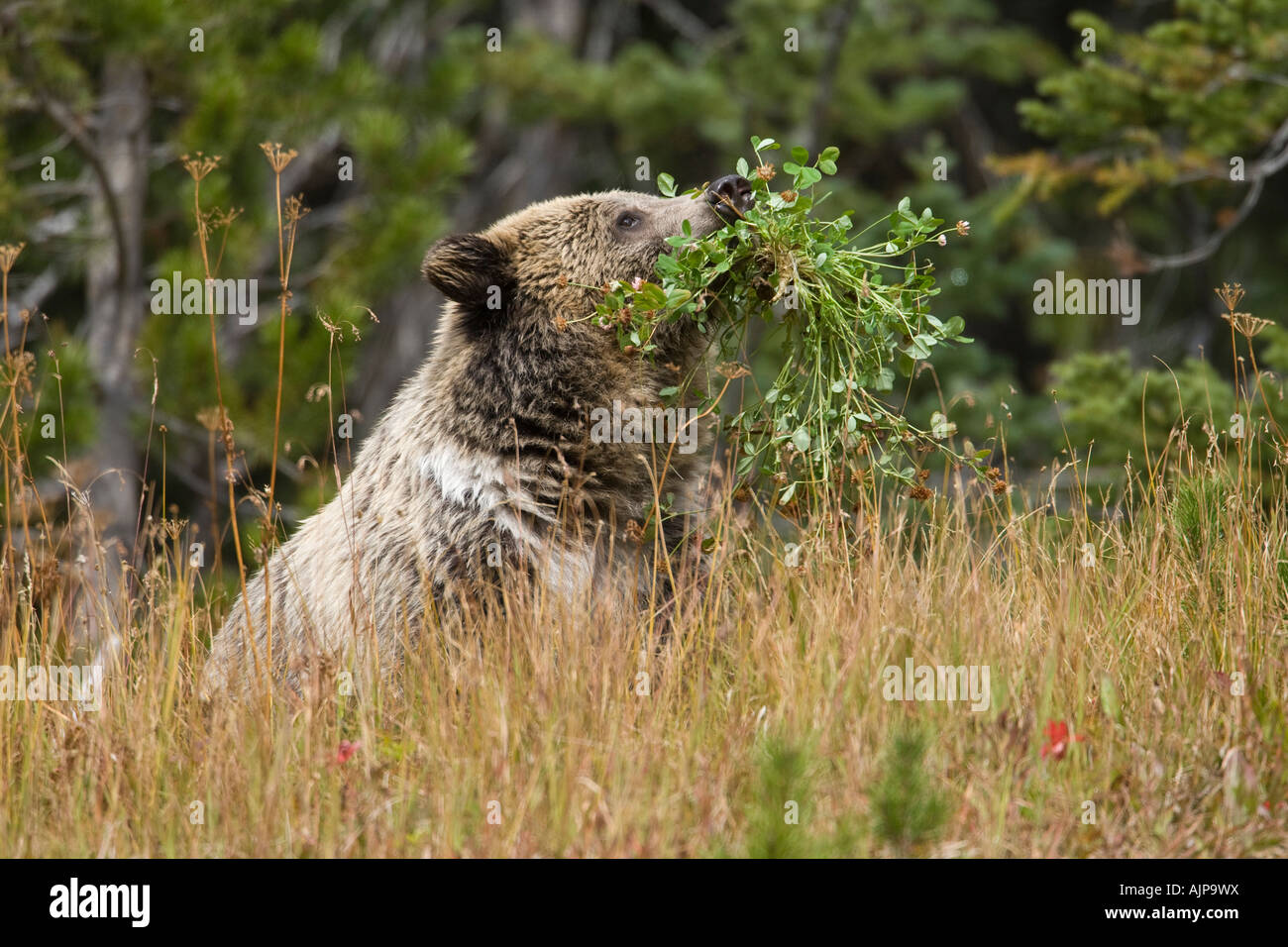 Grizzly bear feeding on clover in Yellowstone Stock Photo