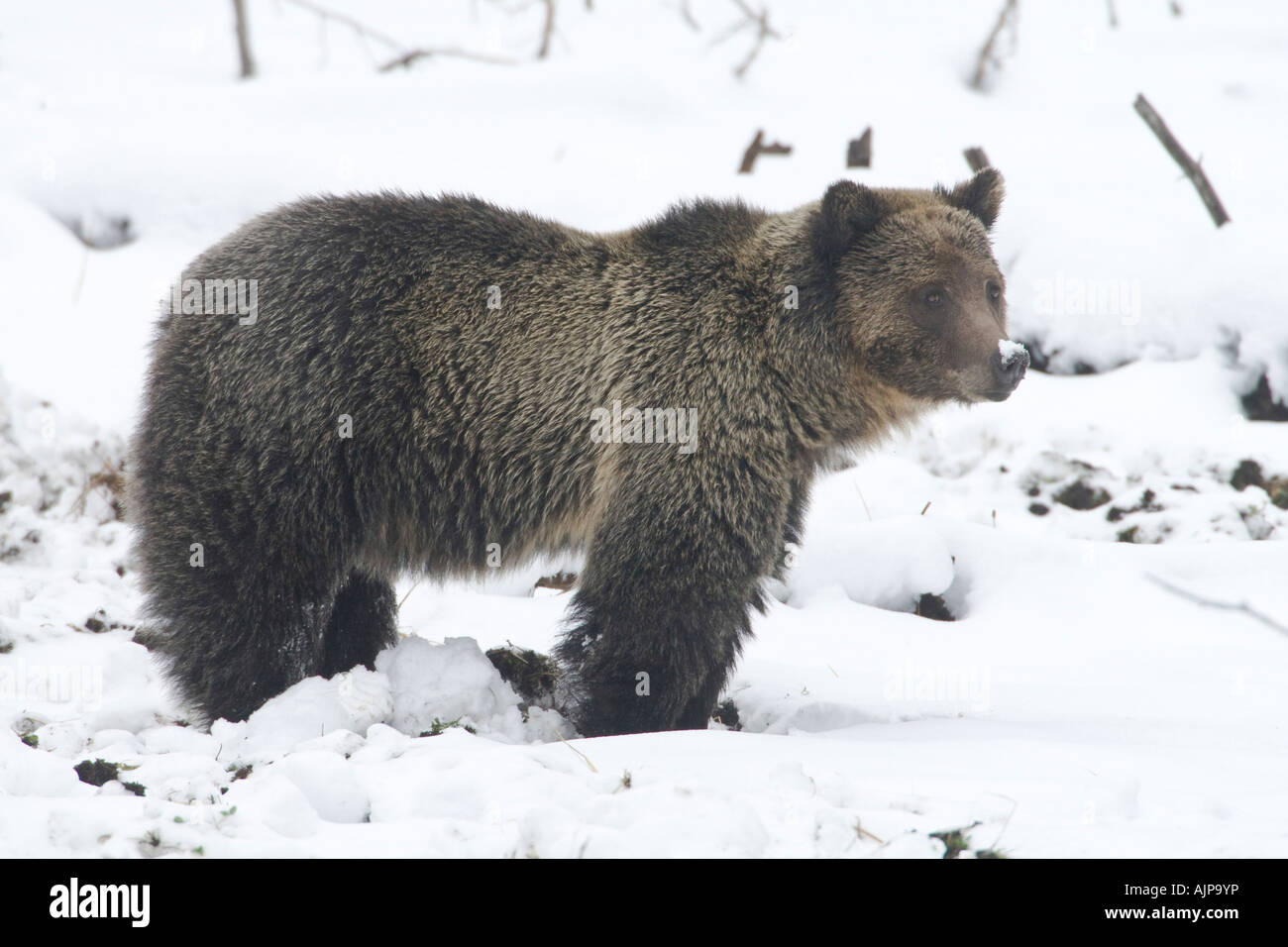 Grizzly bear in autumn snow Stock Photo