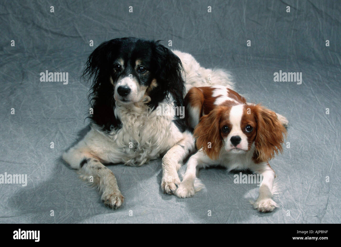 Mixed Breed Dog and Cavalier King Charles Spaniel Stock Photo - Alamy