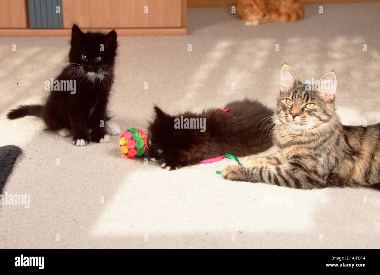 Norwegian Forest Cat with kittens Stock Photo