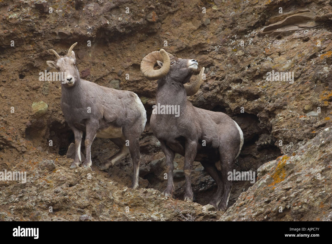 Bighorn ram with ewe on cliff during the fall rut in Wyoming Stock Photo