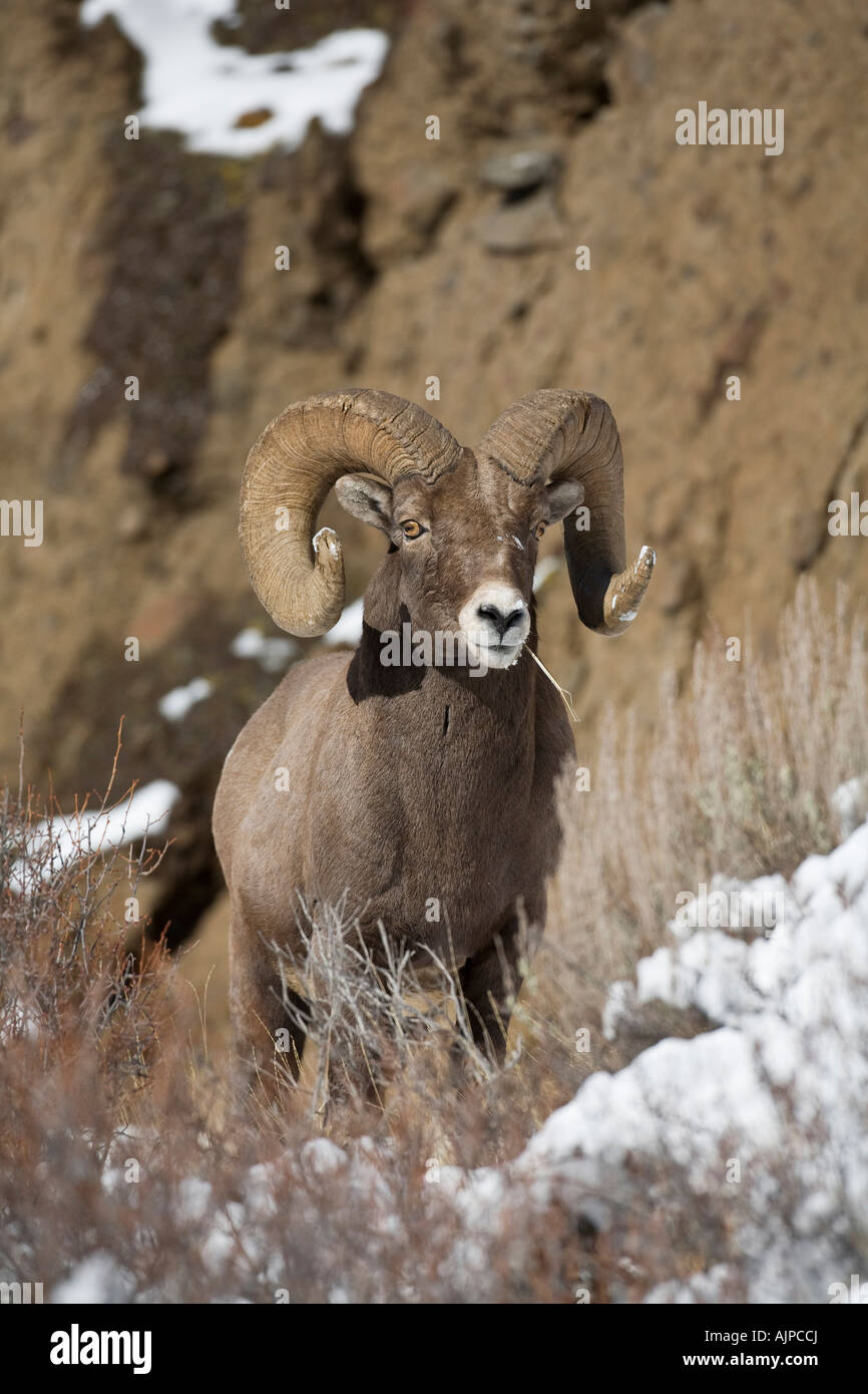 Rocky mountain bighorn sheep Stock Photo - Alamy