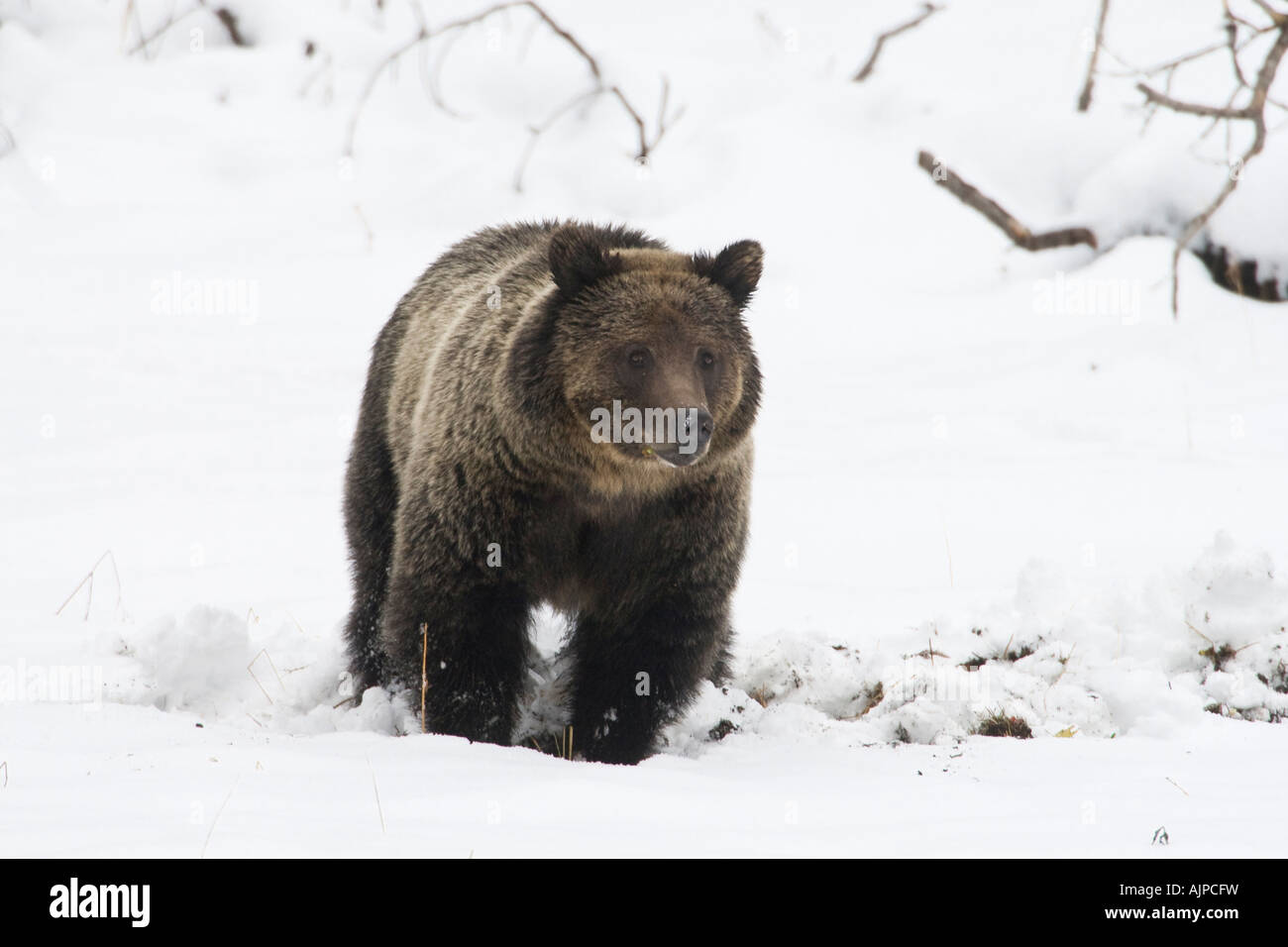 Grizzly bear in autumn snow Stock Photo