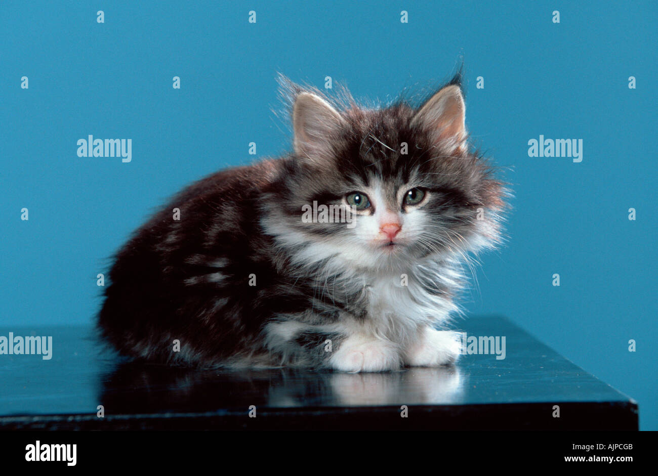 View Black And White Norwegian Forest Cat Kitten Background