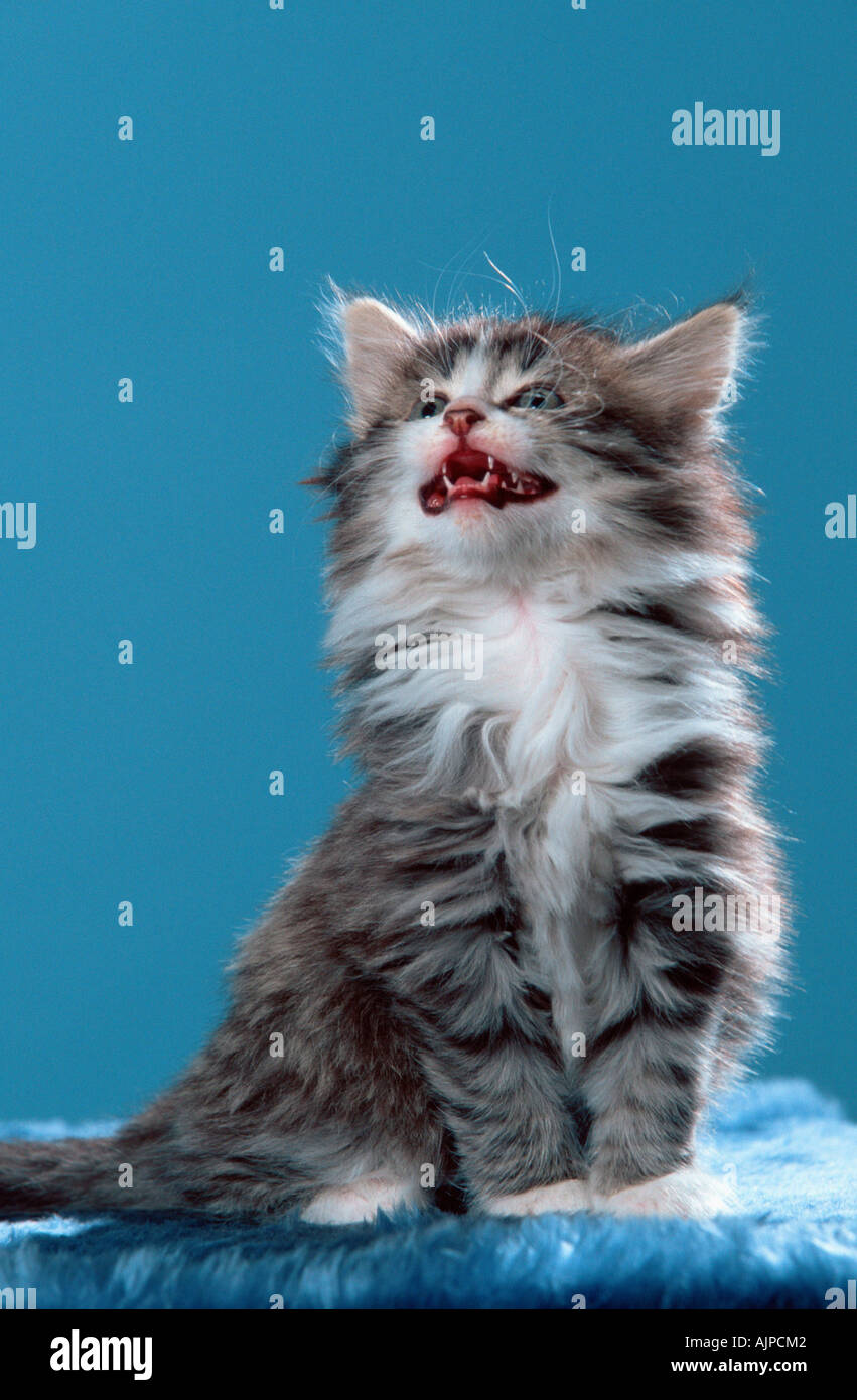 Norwegian Forest Cat kitten 7 weeks black tabby mackerel white Stock