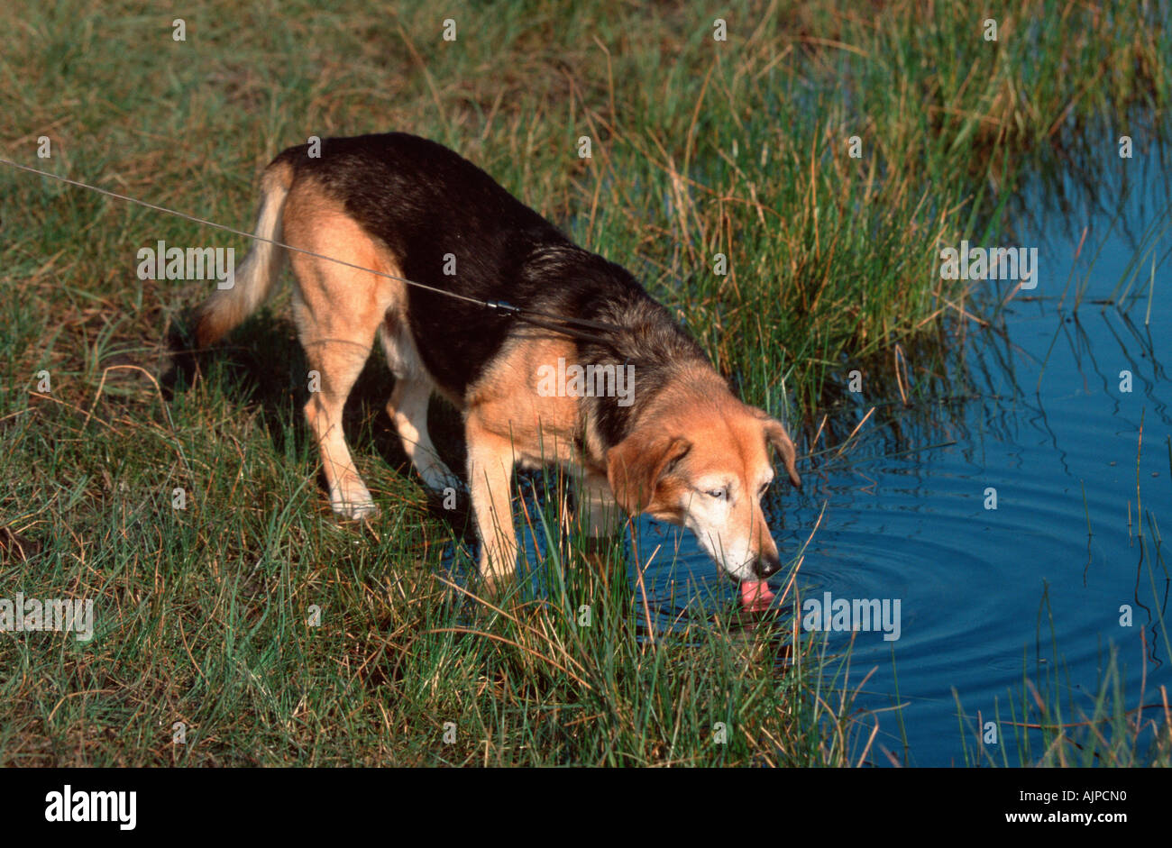 Mixed Breed Dog drinking from pond Stock Photo