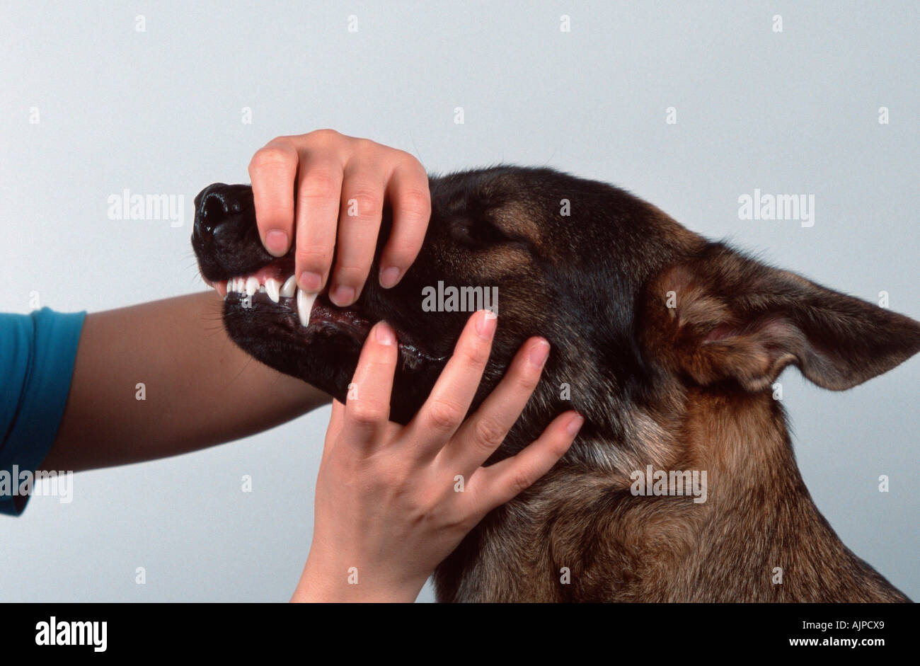 Dog teeth controll German Shepherd Dog Alsatian Stock Photo