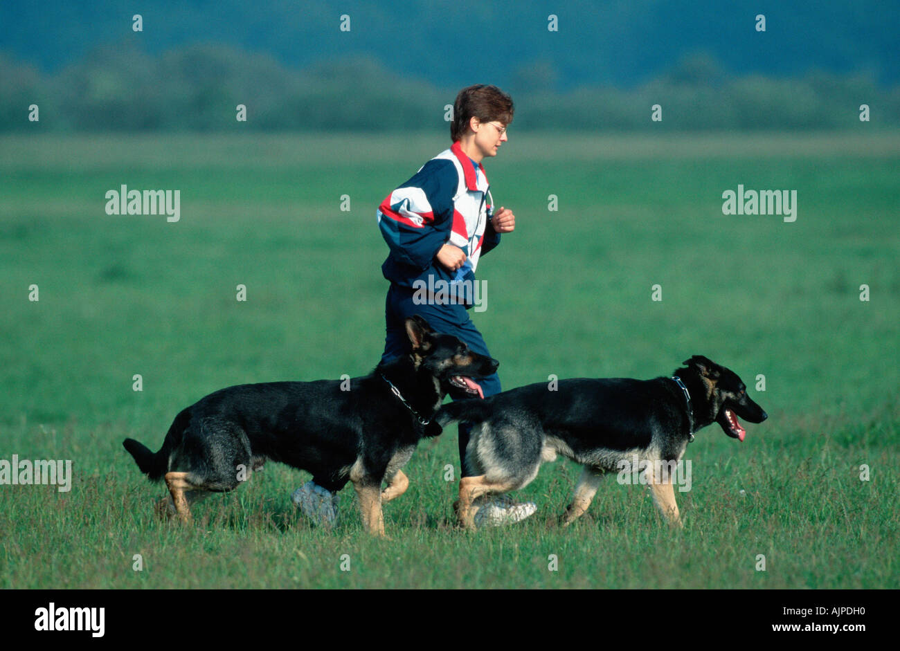 Young woman jogging with German Shepherd Dogs German Shepherd Dog