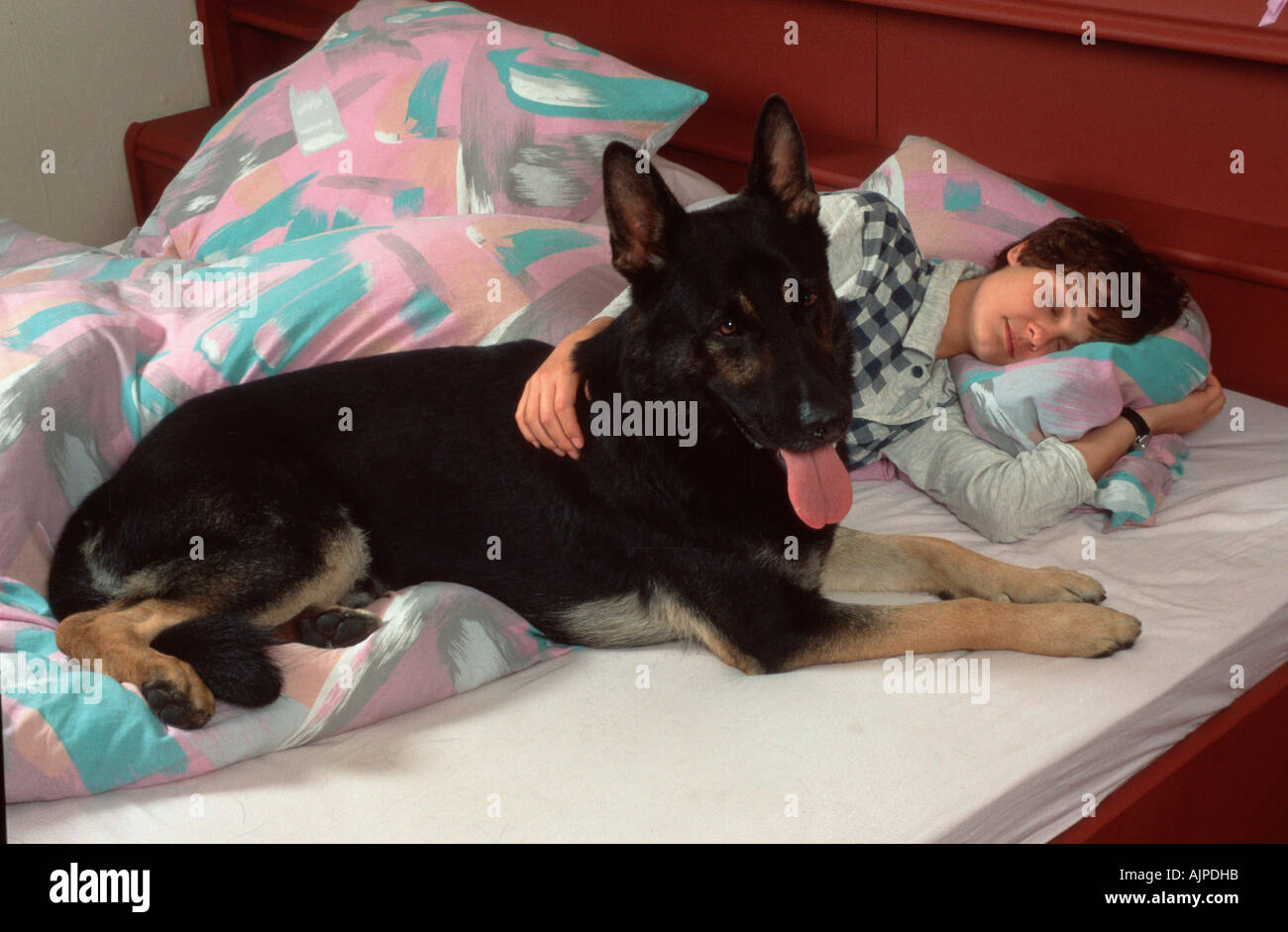 German Shepherd Dog in bed with woman Alsatian Stock Photo Alamy