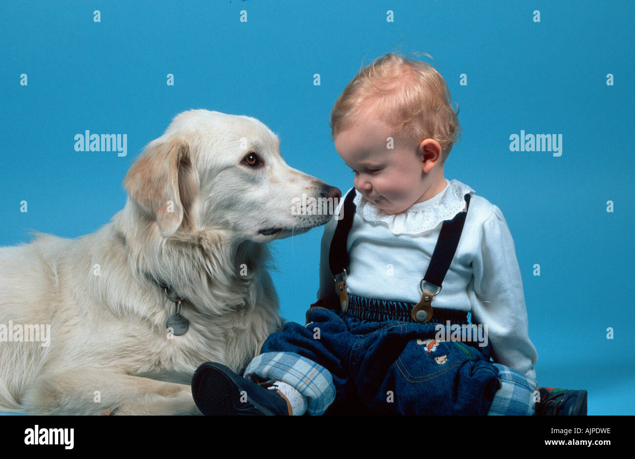Kuvasz dog hi-res stock photography and images - Page 2 - Alamy Kuvasz dog hi-res stock photography and images - Page 2 - Alamy