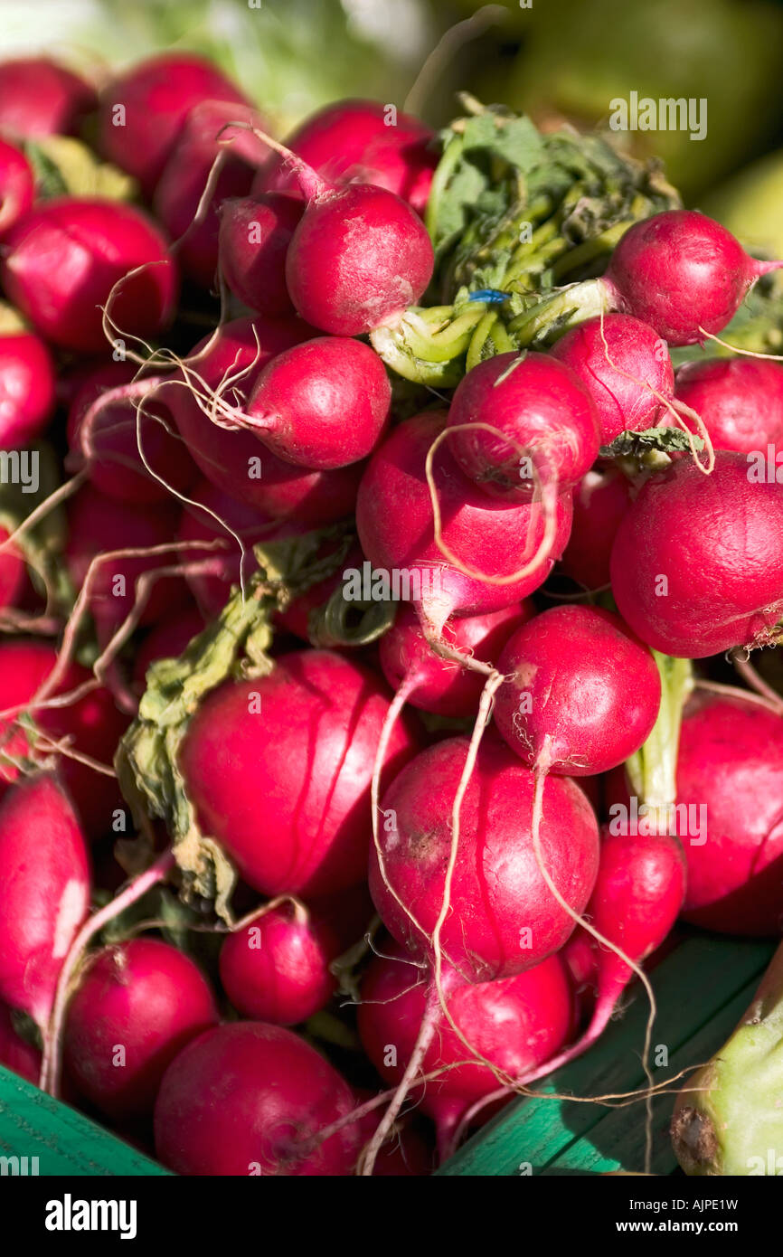 Close up of bunch of radish Stock Photo