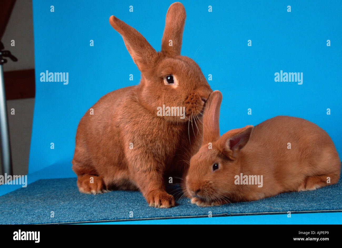 Red New Zealand Rabbit with young Stock Photo - Alamy