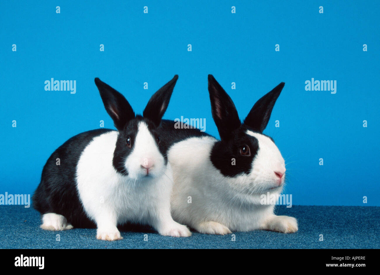 Dutch Rabbit with young Stock Photo - Alamy