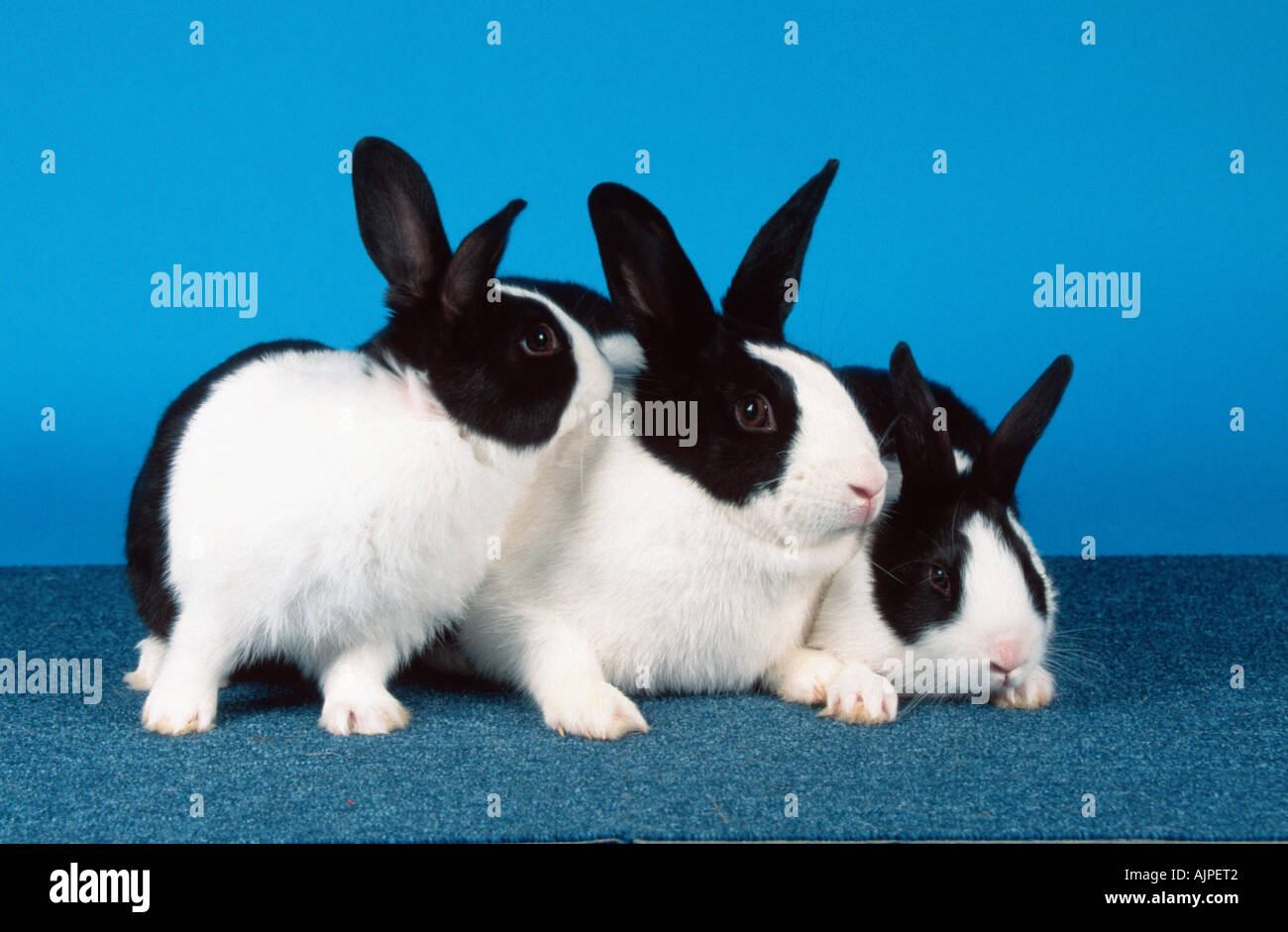 Dutch Rabbit with youngs Stock Photo - Alamy