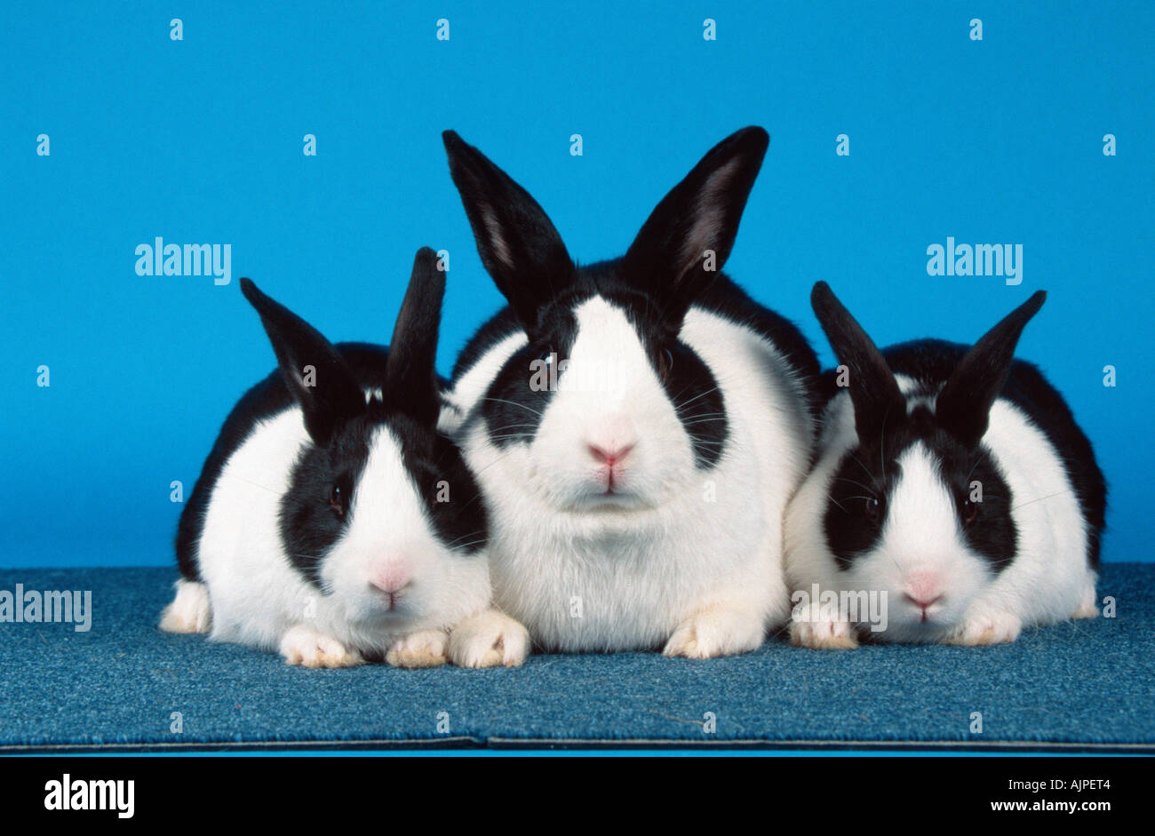Dutch Rabbit with youngs Stock Photo