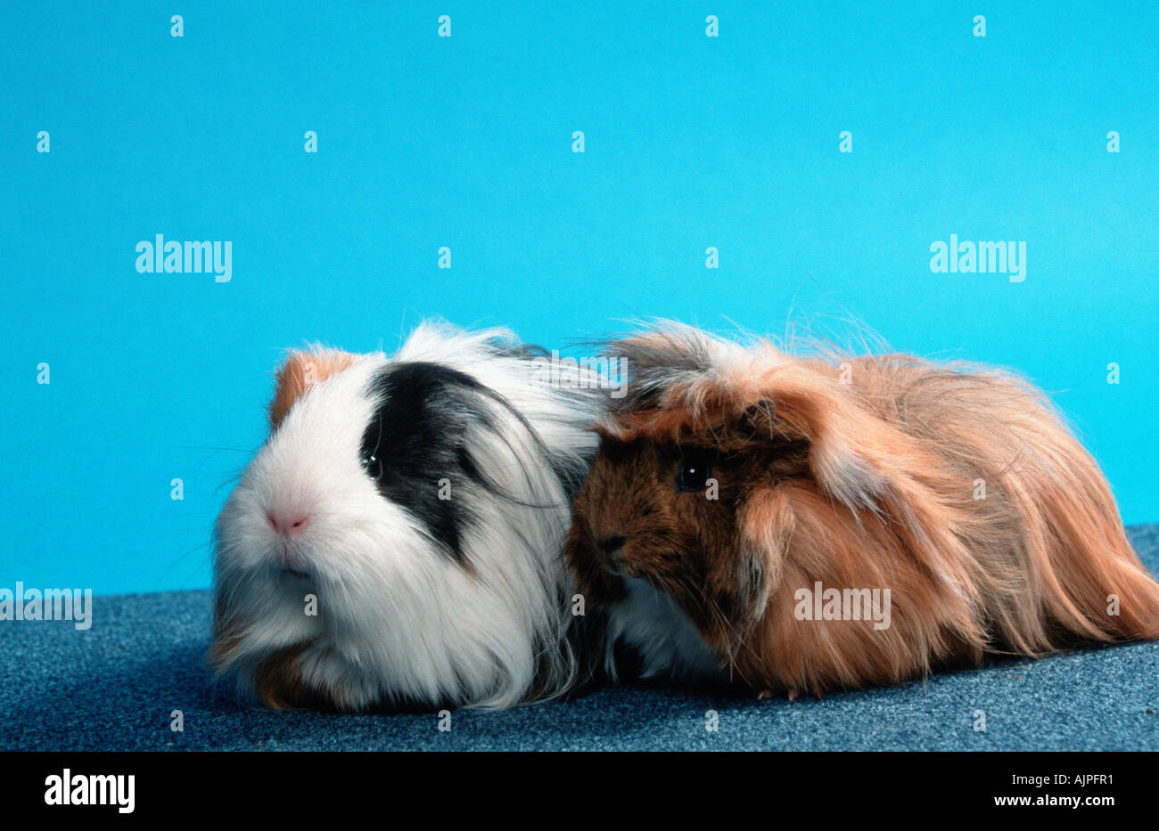 Sheltie guinea cheap pig