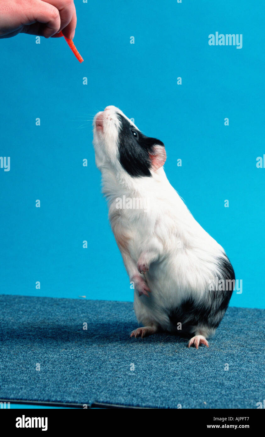 English Guinea Pig tricolor Stock Photo - Alamy