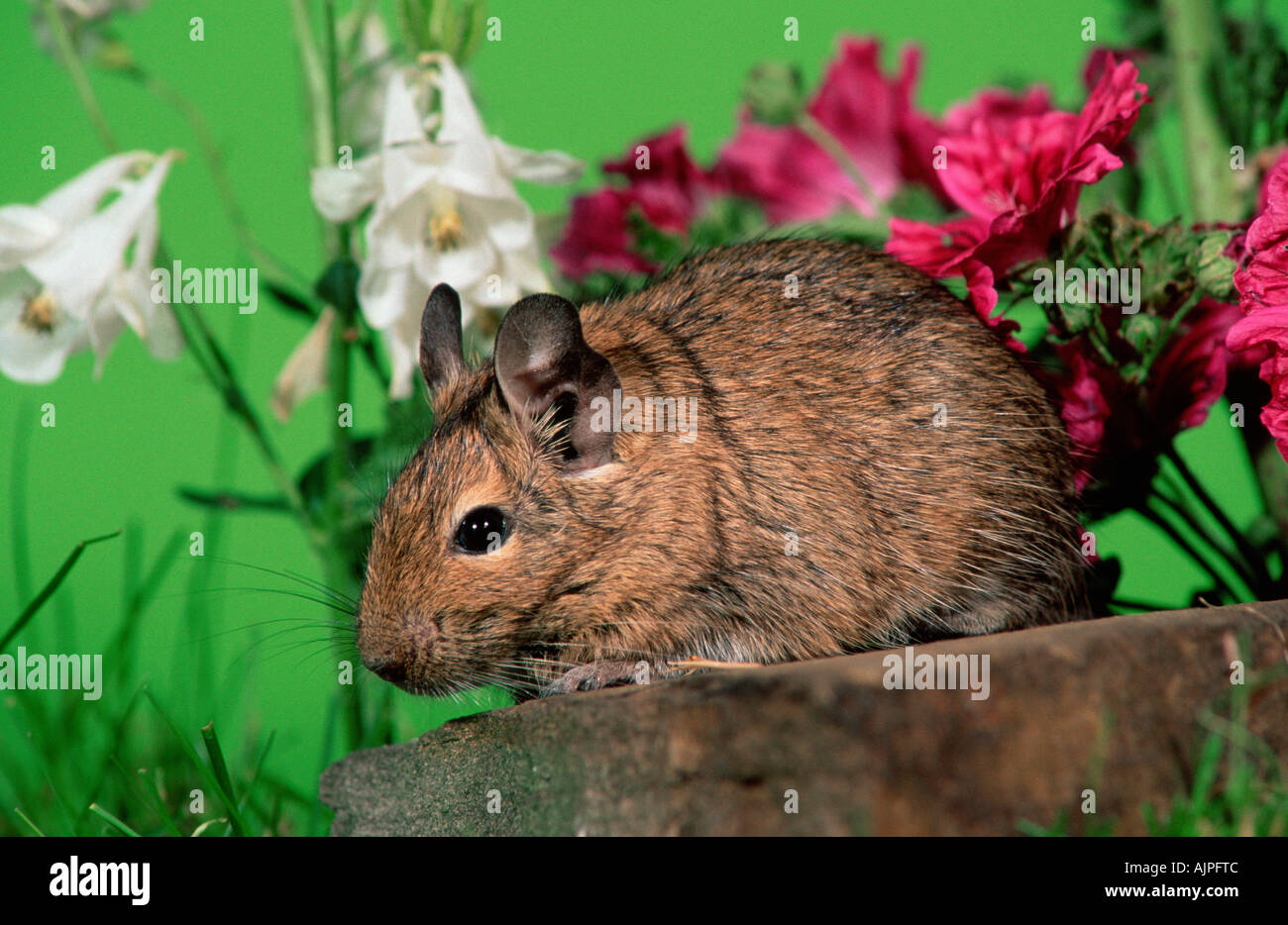 Degu Actodon degus Stock Photo