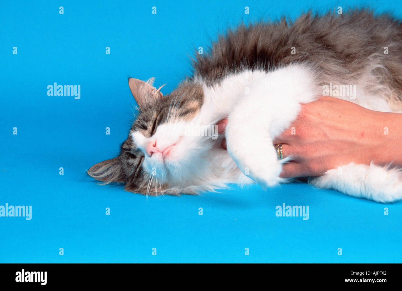 Norwegian Forest Cat black tabby mackerel white beeing stroked Stock Photo
