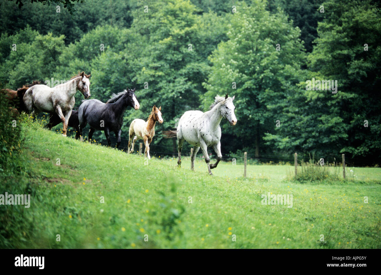 a herd of running Appaloosa horses Stock Photo