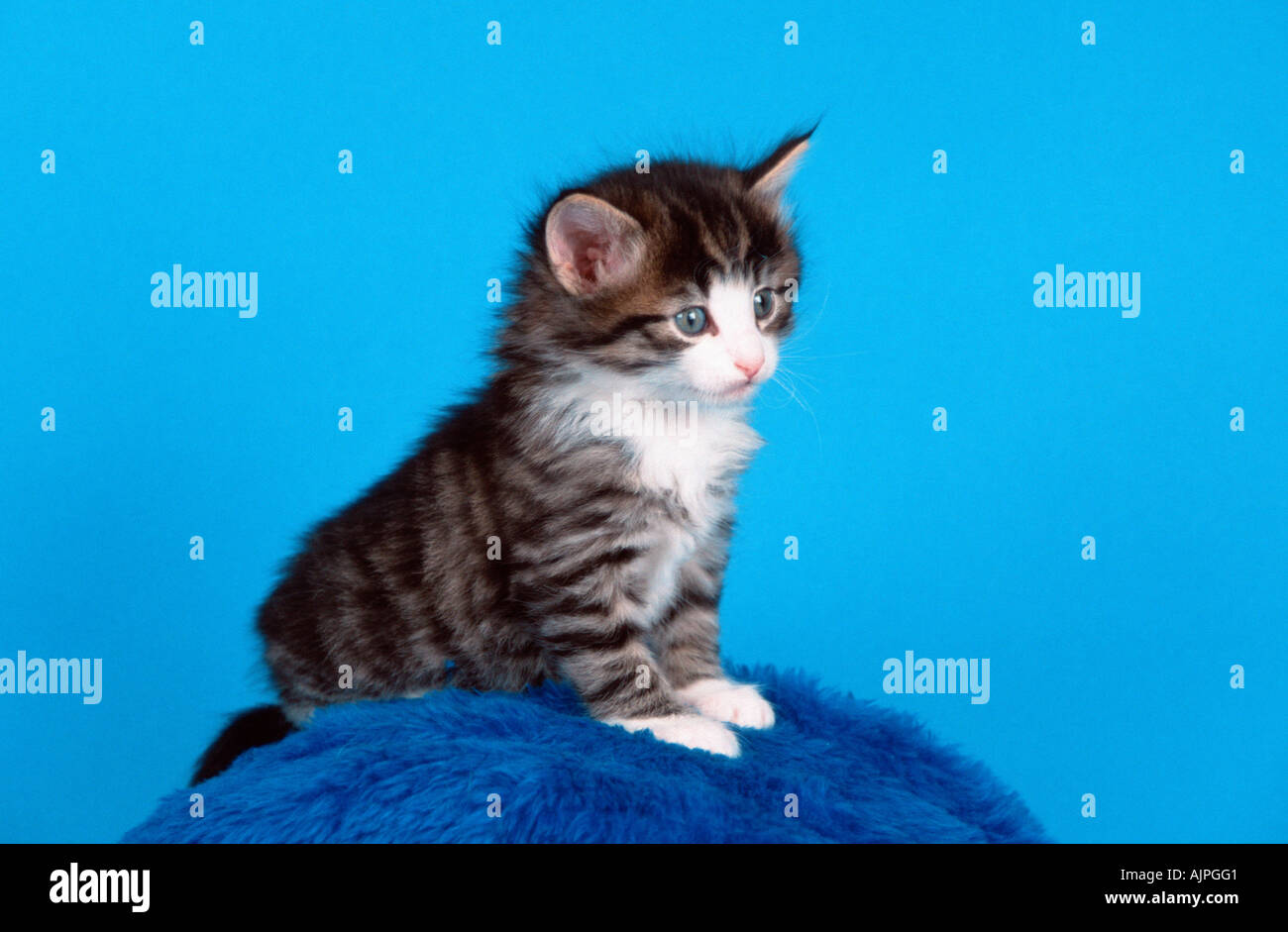 Norwegian Forest Cat kitten 5 weeks black tabby mackerel white Stock ...