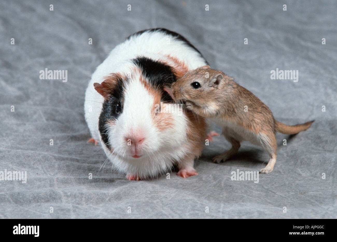 Gerbil and guinea pig hi res stock photography and images Alamy