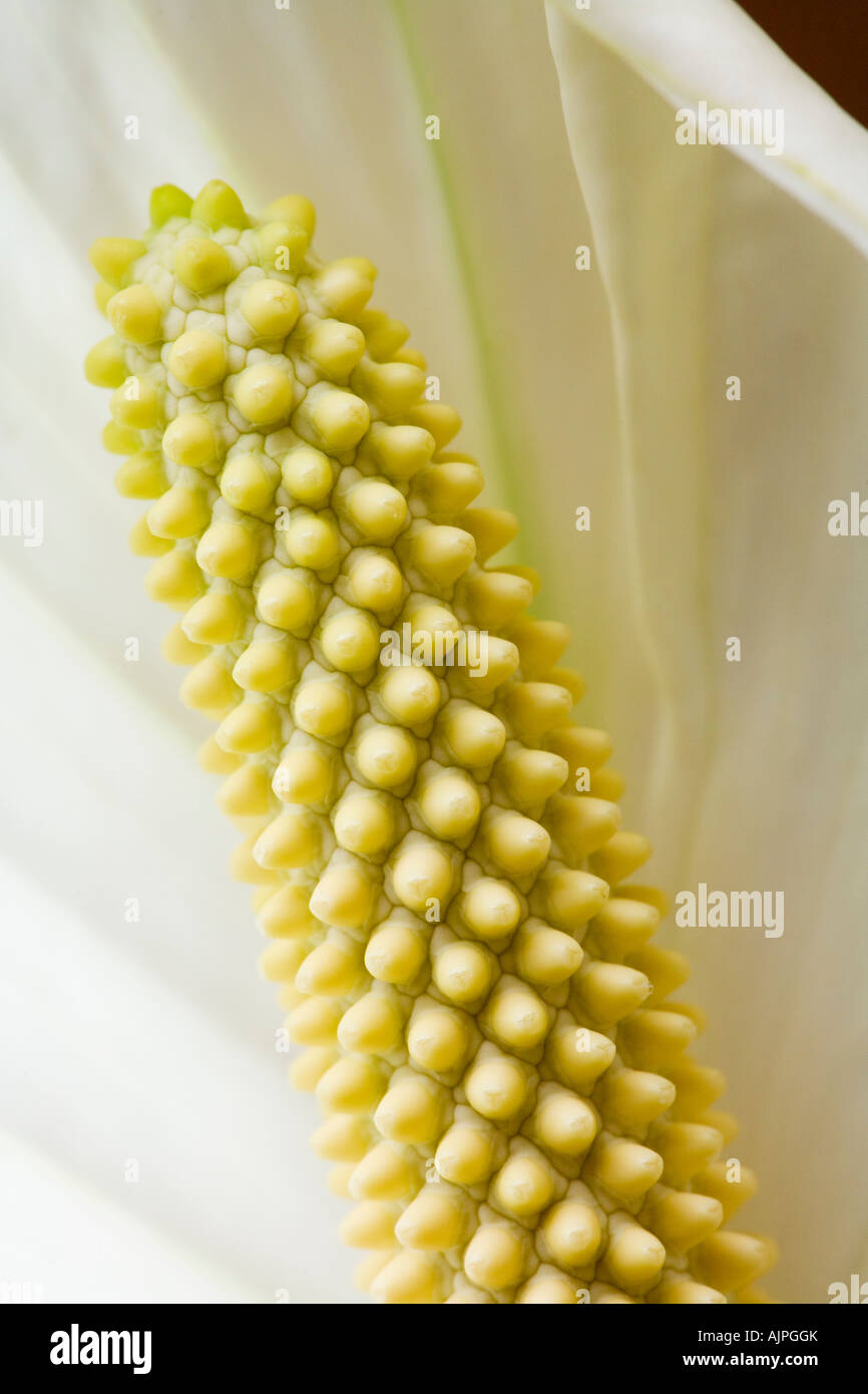Closeup of peace lily flower Stock Photo Alamy