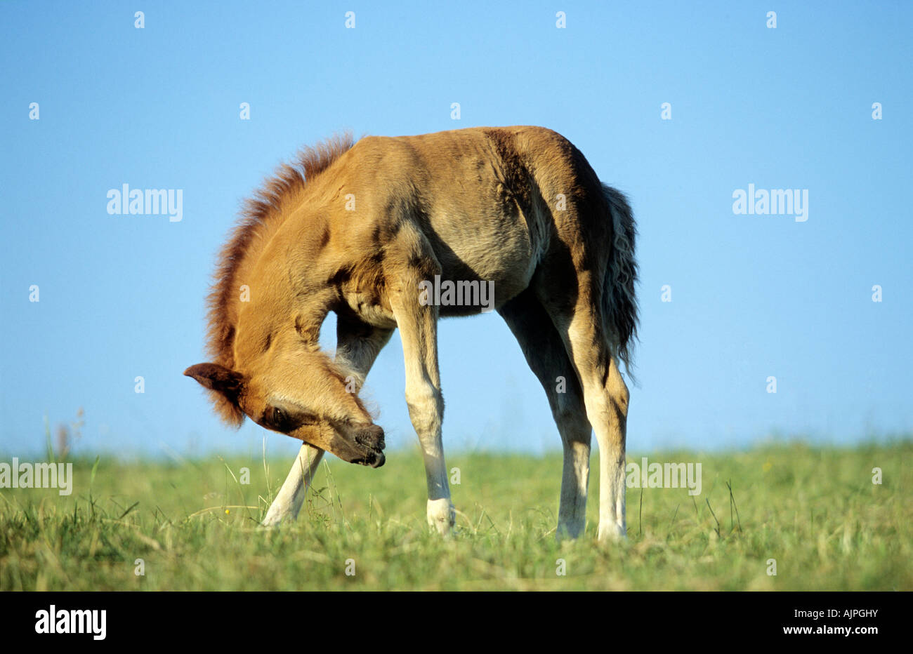 a Paso Perunao foal on a meadow Stock Photo