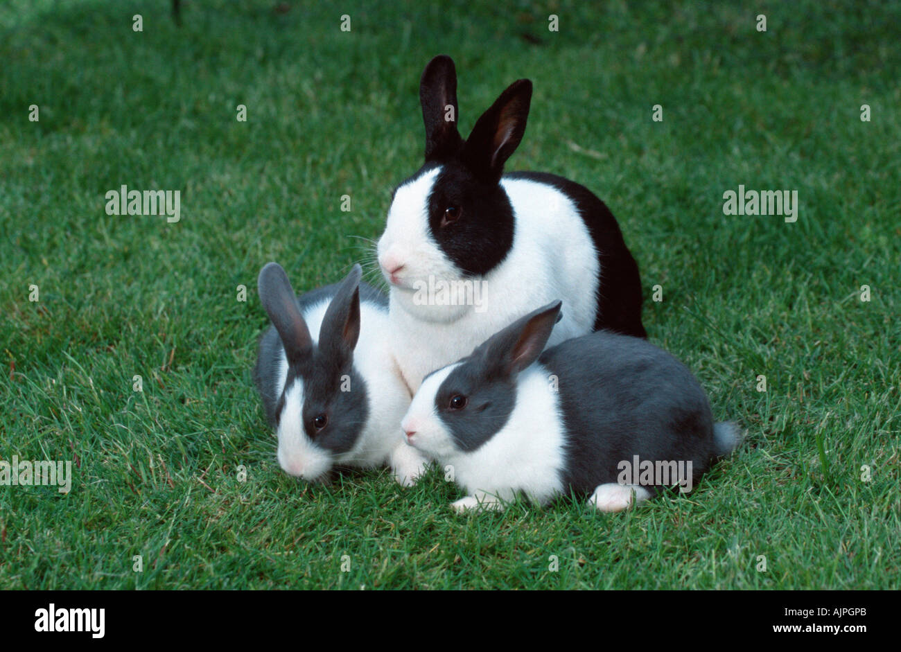 Dutch Rabbit with youngs Stock Photo