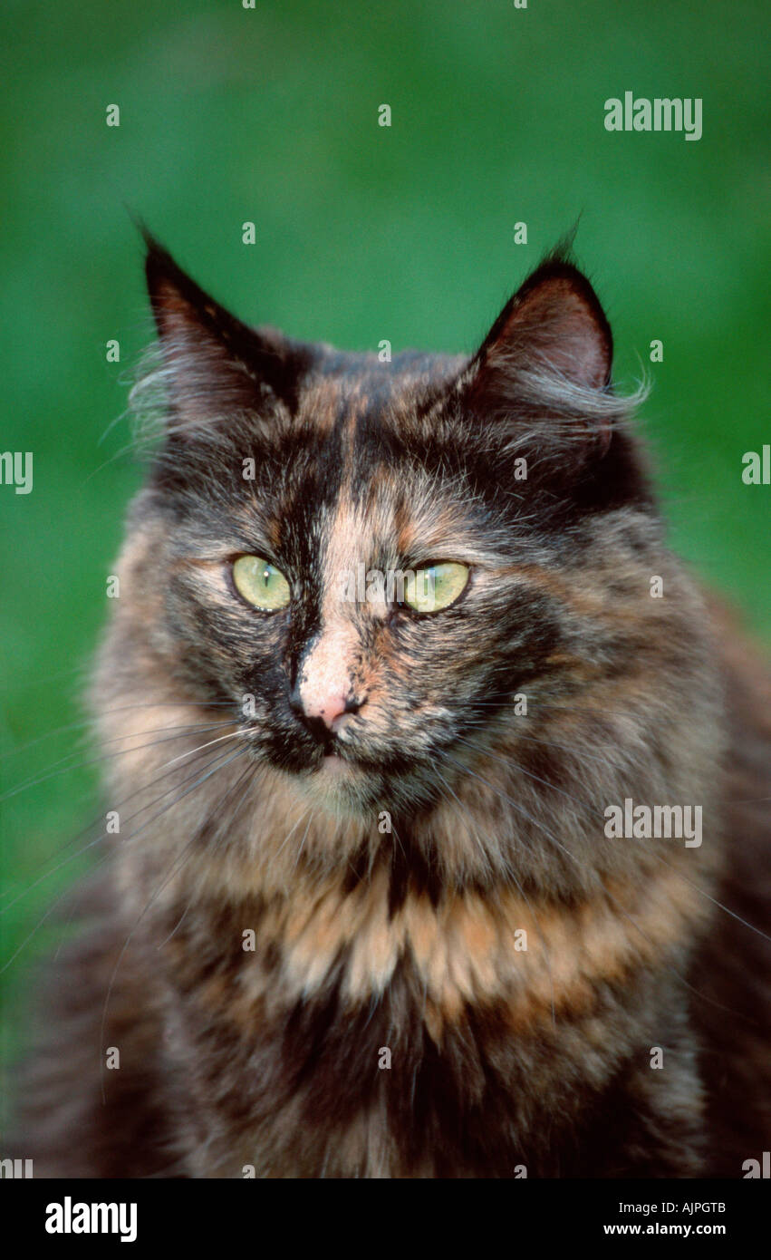 Norwegian Forest Cat Tortie Stock Photo 8450698 Alamy