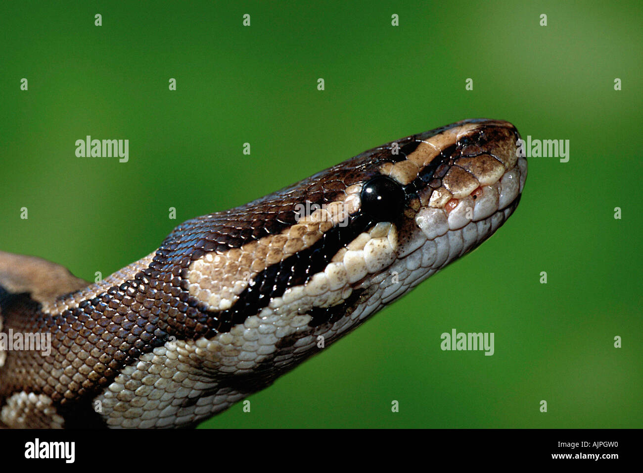 Royal Python Python regius Stock Photo