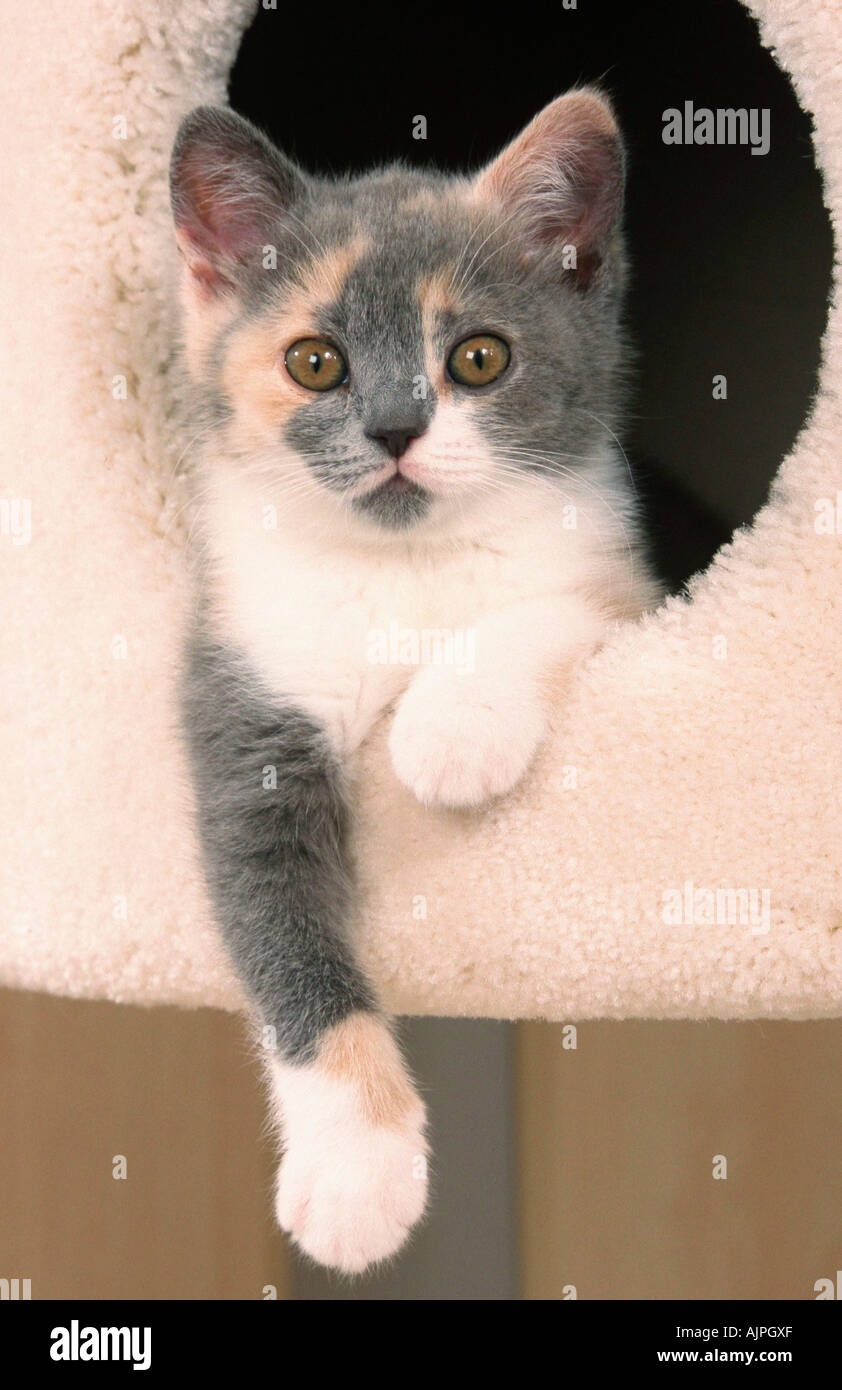 British Shorthair Cat Kitten Blue Cream White Stock Photo 8450734