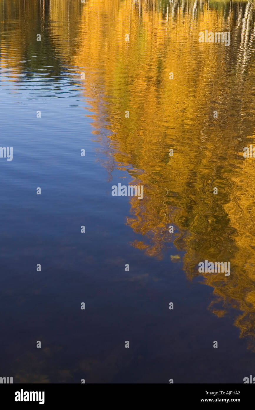 Reflection of trees on the surface of a lake Stock Photo - Alamy