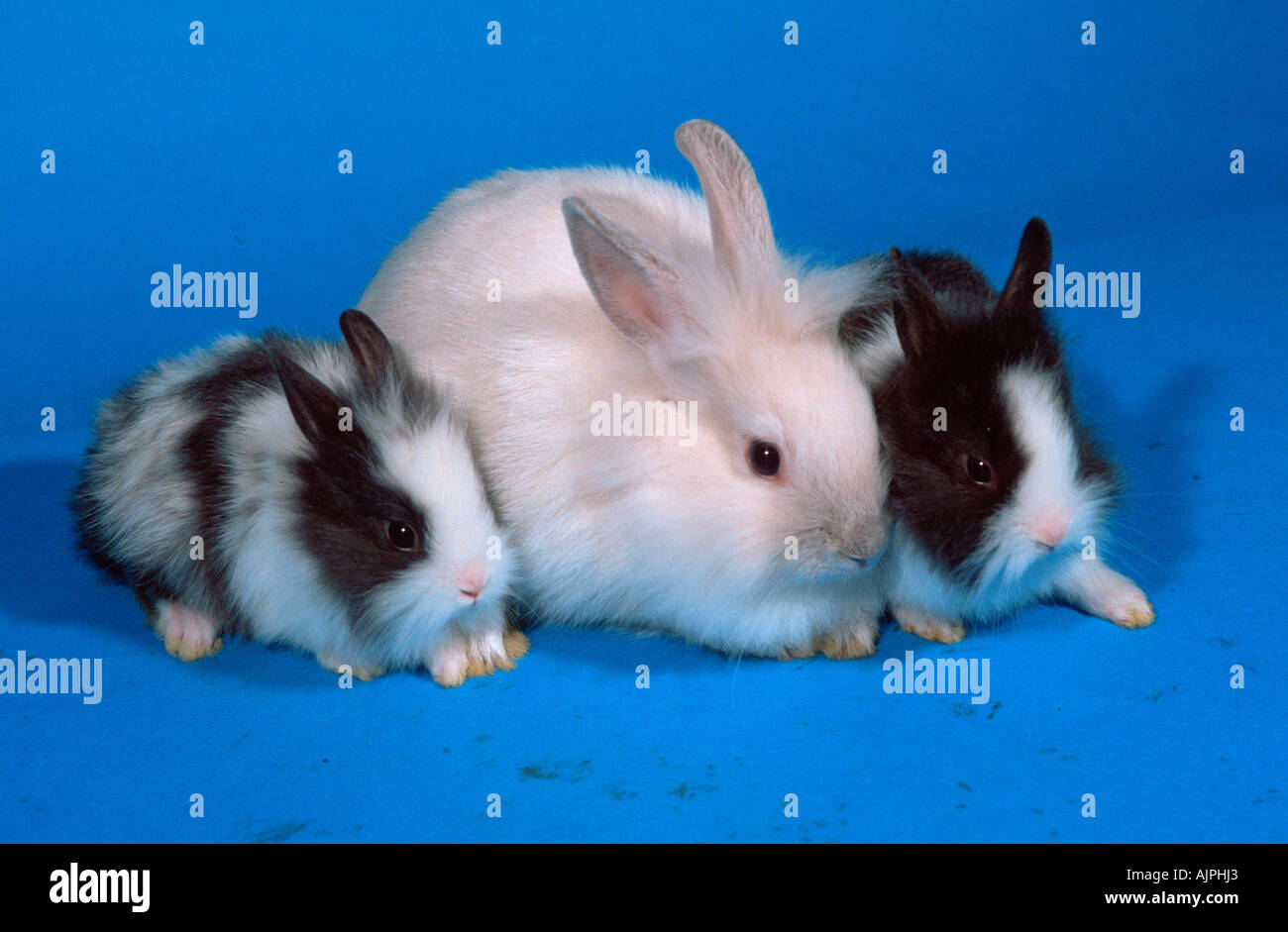 Lion maned Dwarf Rabbit with youngs Stock Photo Alamy